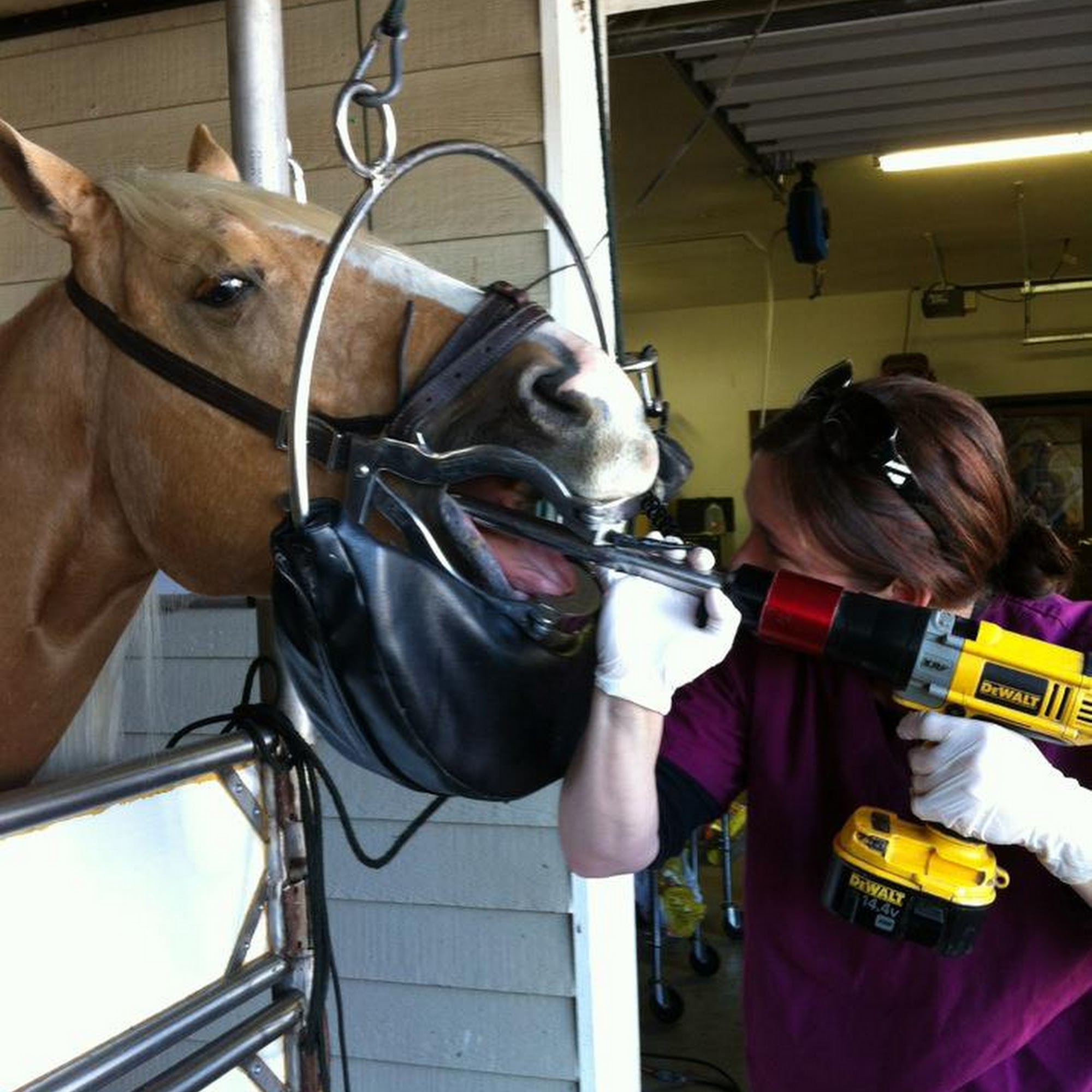 Ridgefield Equine Clinic Ridgefield
