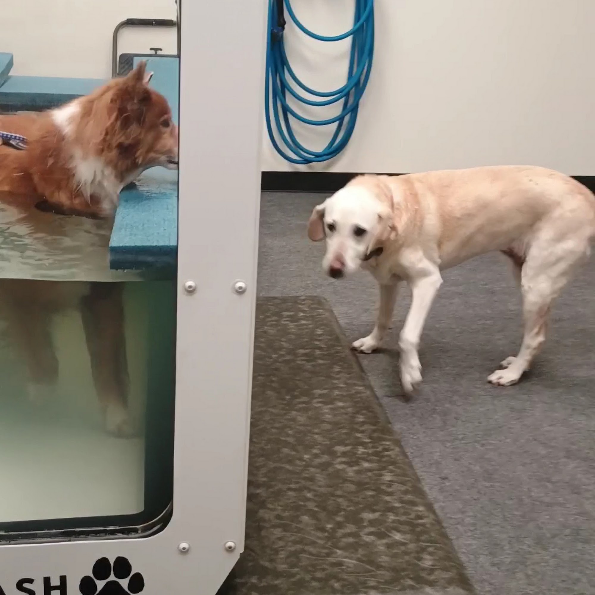 Splash Canine Hydrotherapy & Recovery, LLC Ridgefield