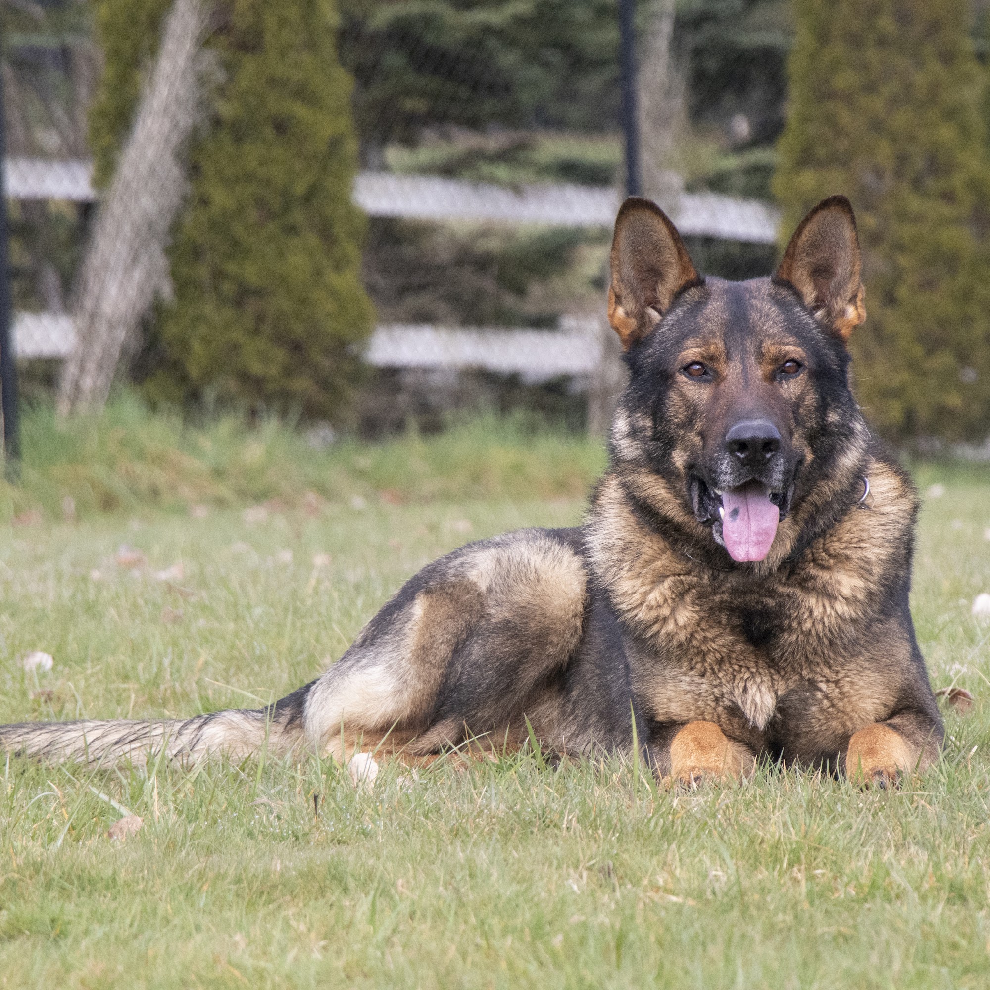 Kraftwerk K9 Rochester