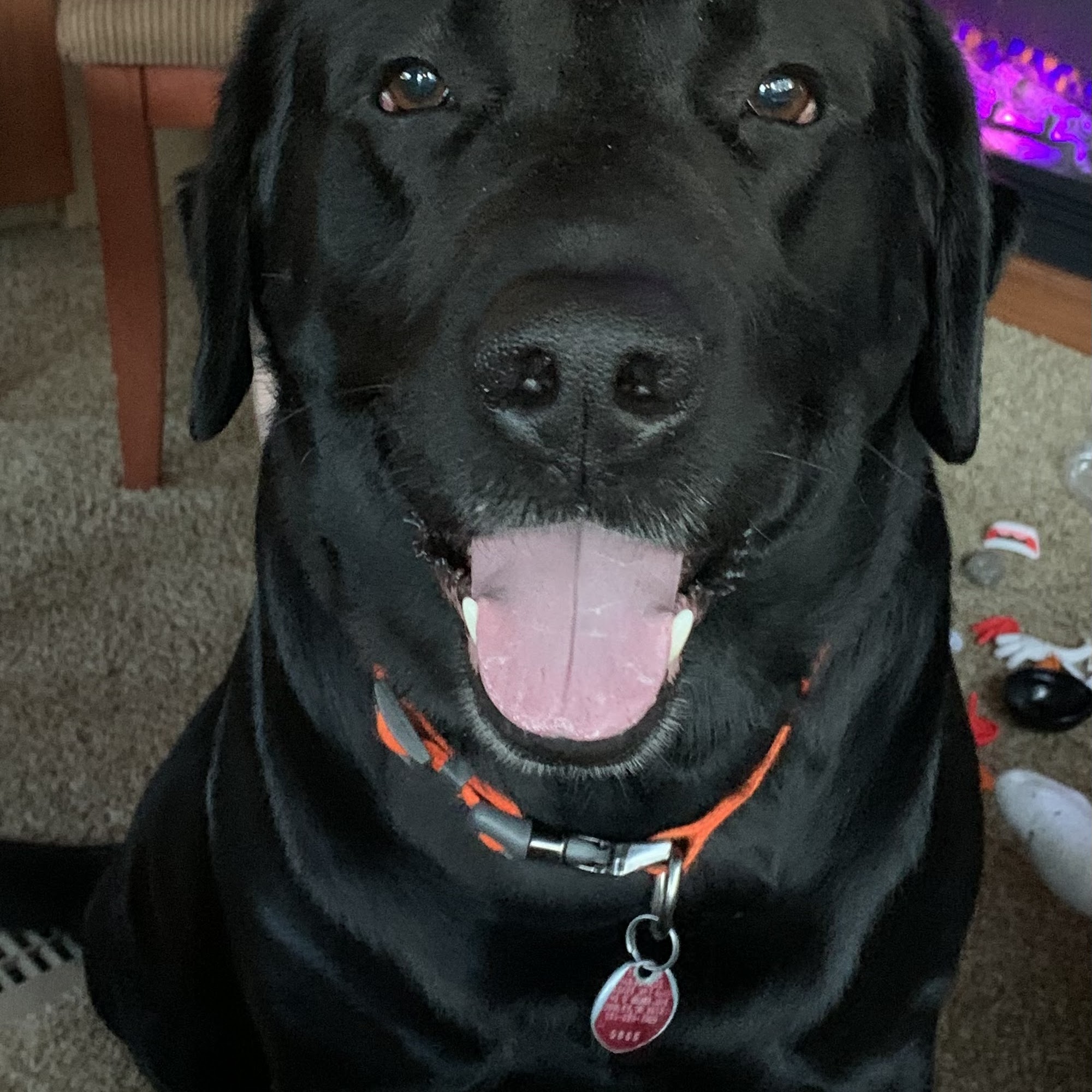 Nisqually Veterinary Clinic Roy