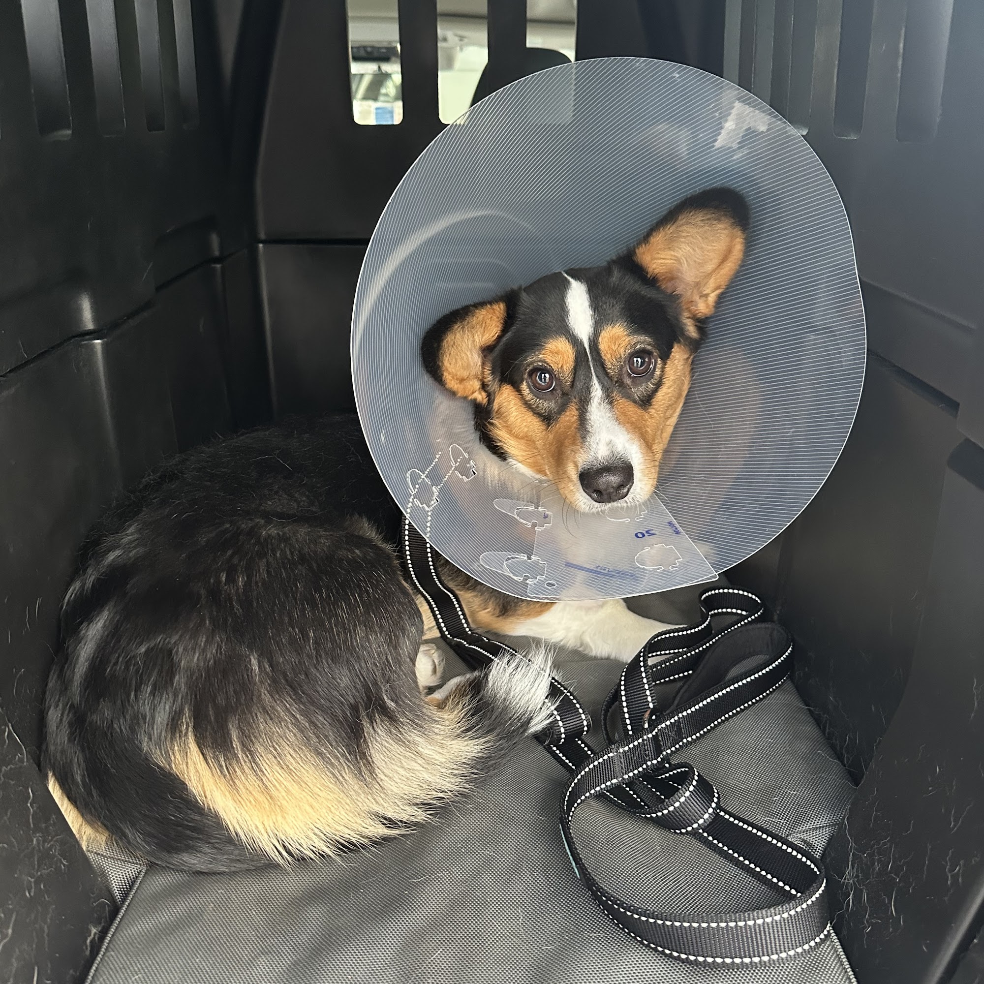 Sammamish Highlands Veterinary Hospital Sammamish