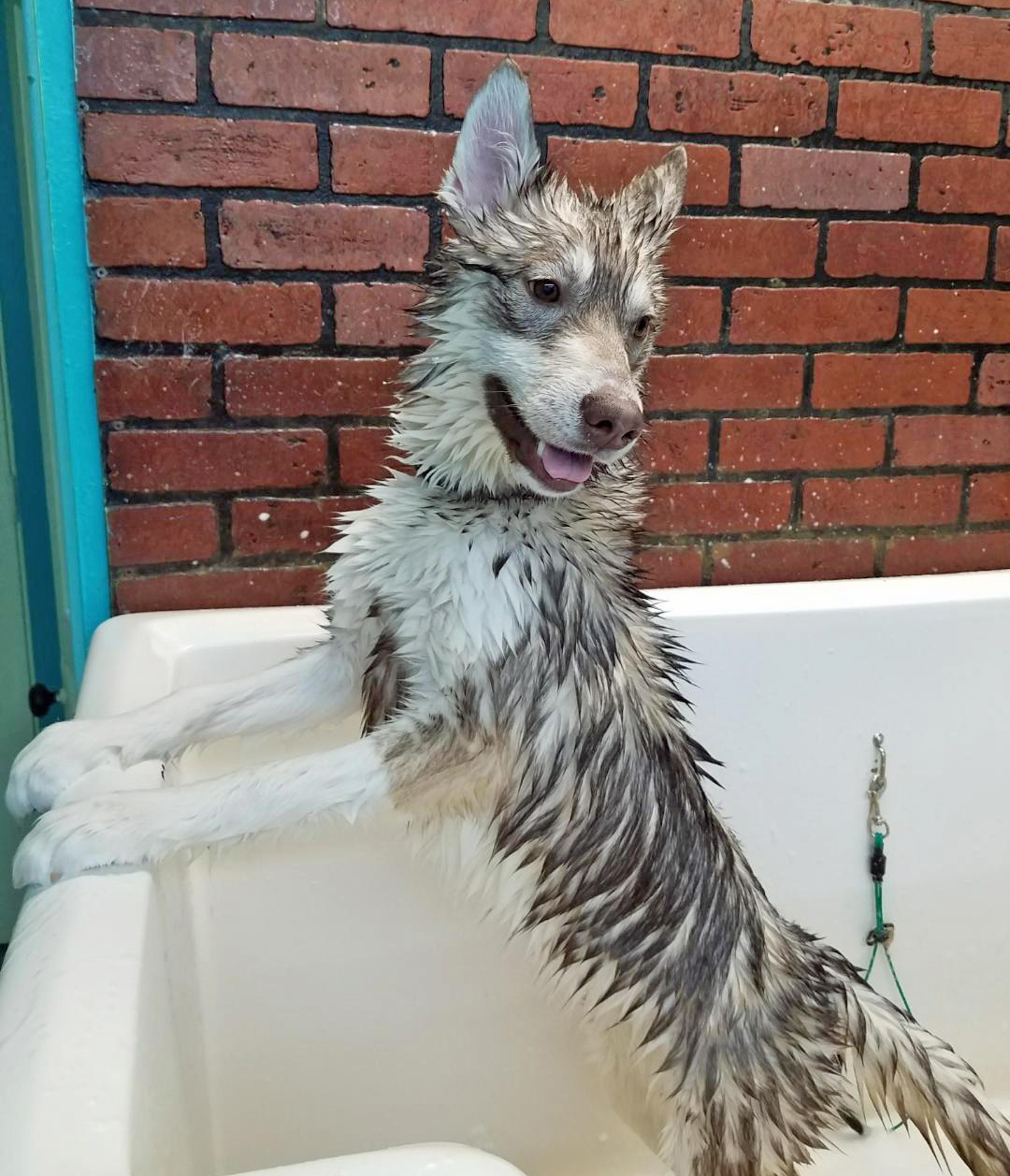 Camp Union Pet Lodge Seabeck