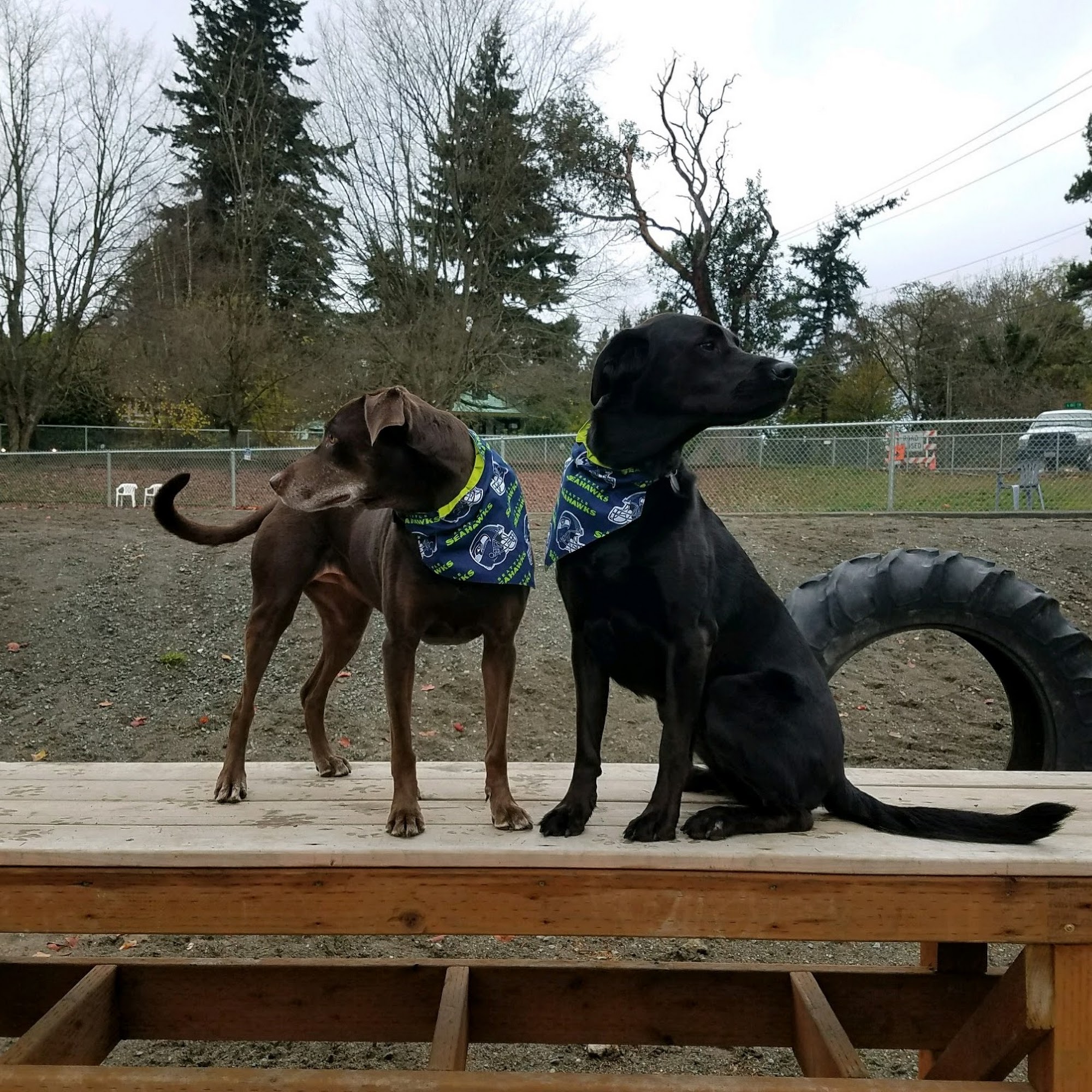 "PawsAbout" Seattle Dog Walking SeaTac