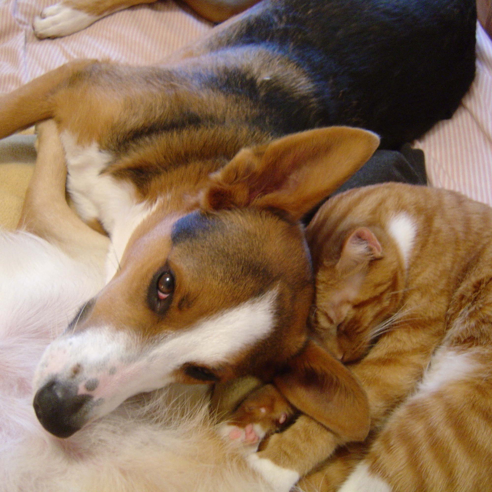 Four Paws Veterinary Center Seattle