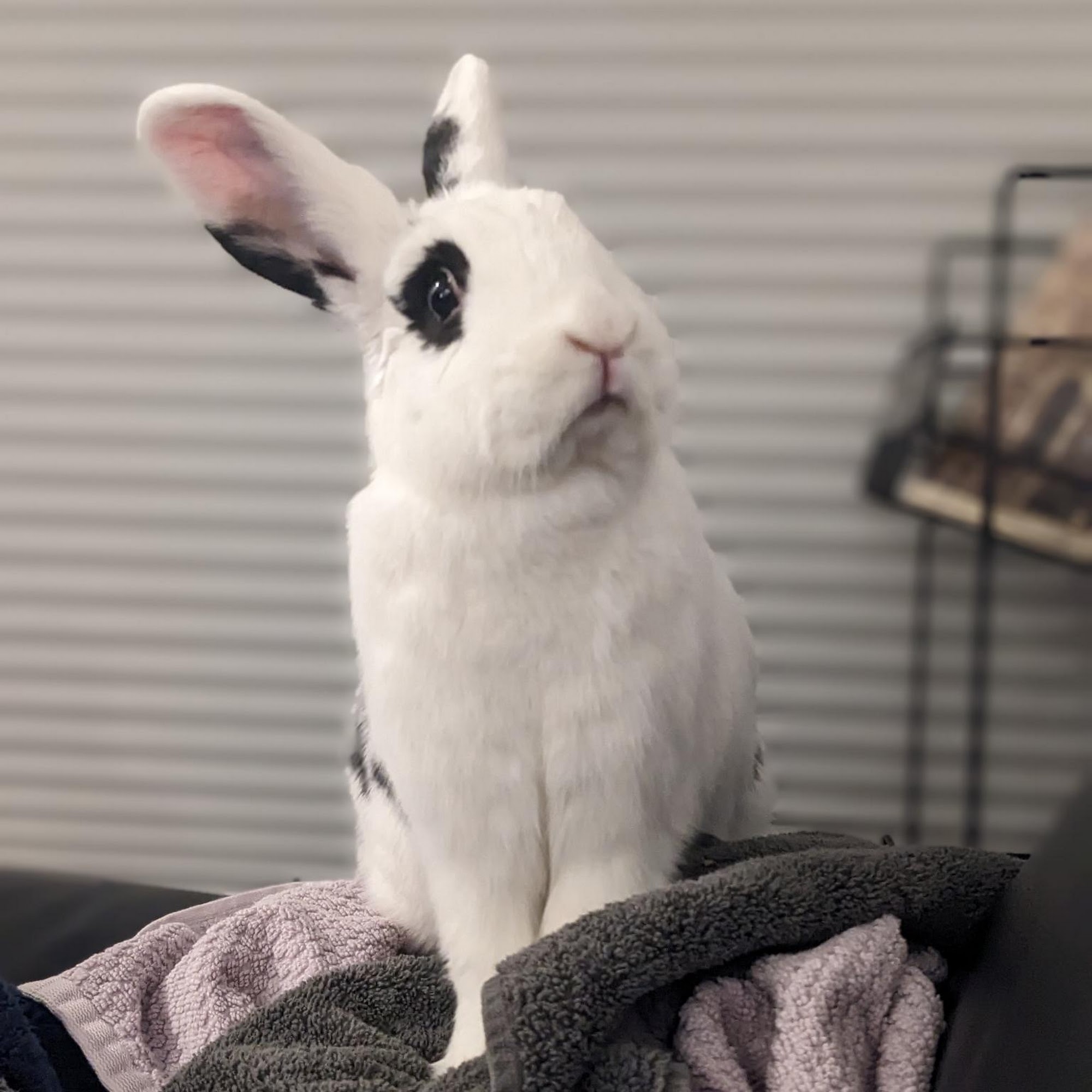 Bird & Exotic Clinic Of Seattle Seattle