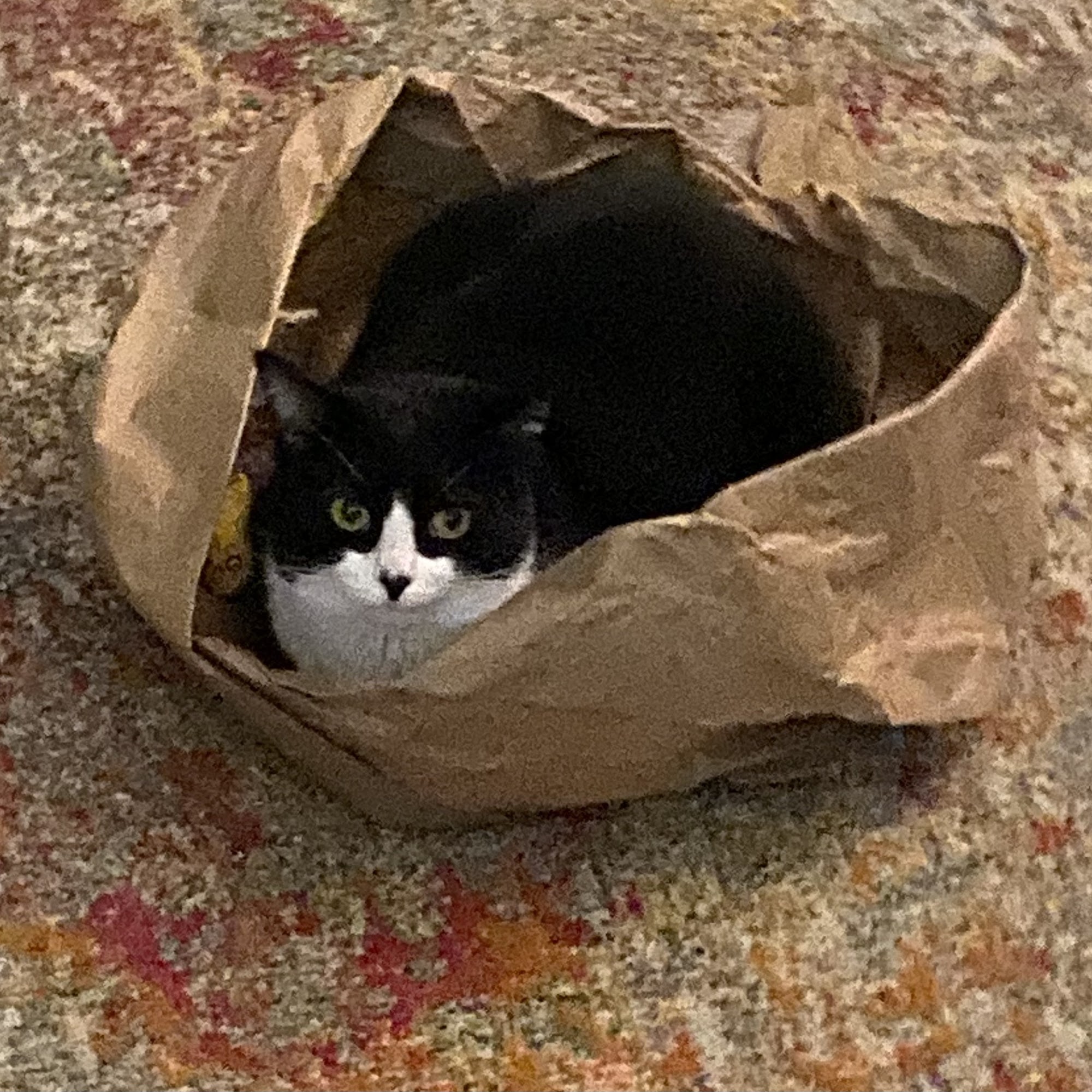 Northeast Veterinary Hospital Seattle