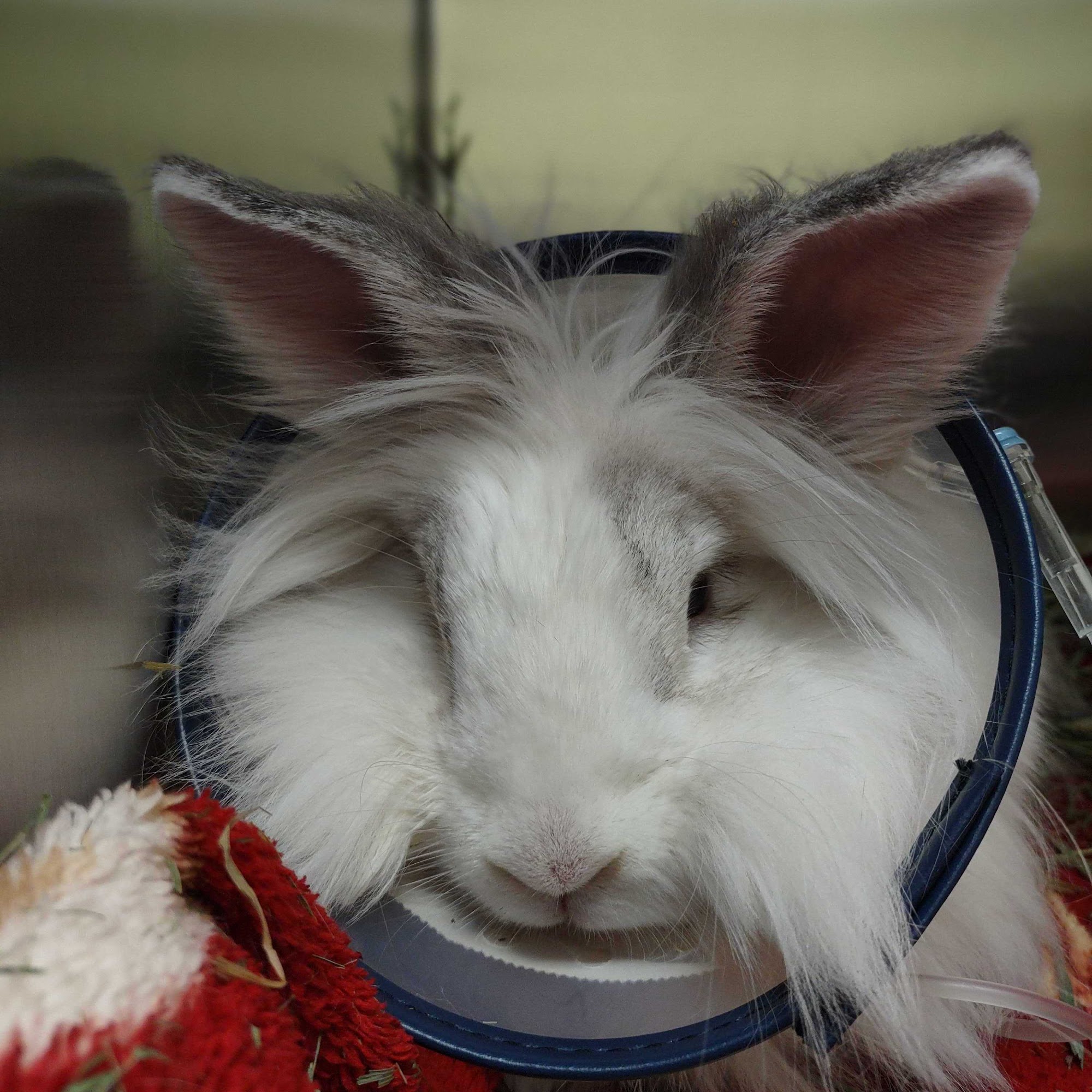 North Seattle Veterinary Clinic Seattle