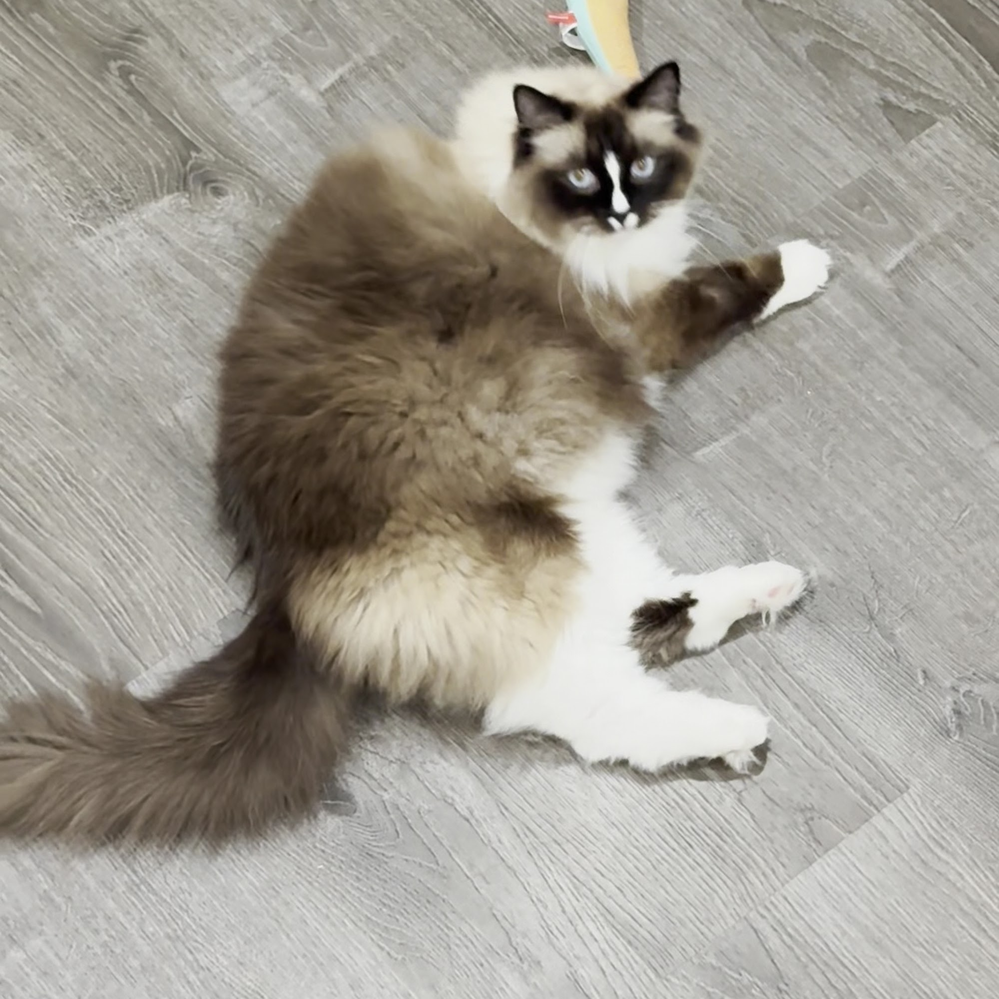 Aurora Veterinary Hospital Seattle