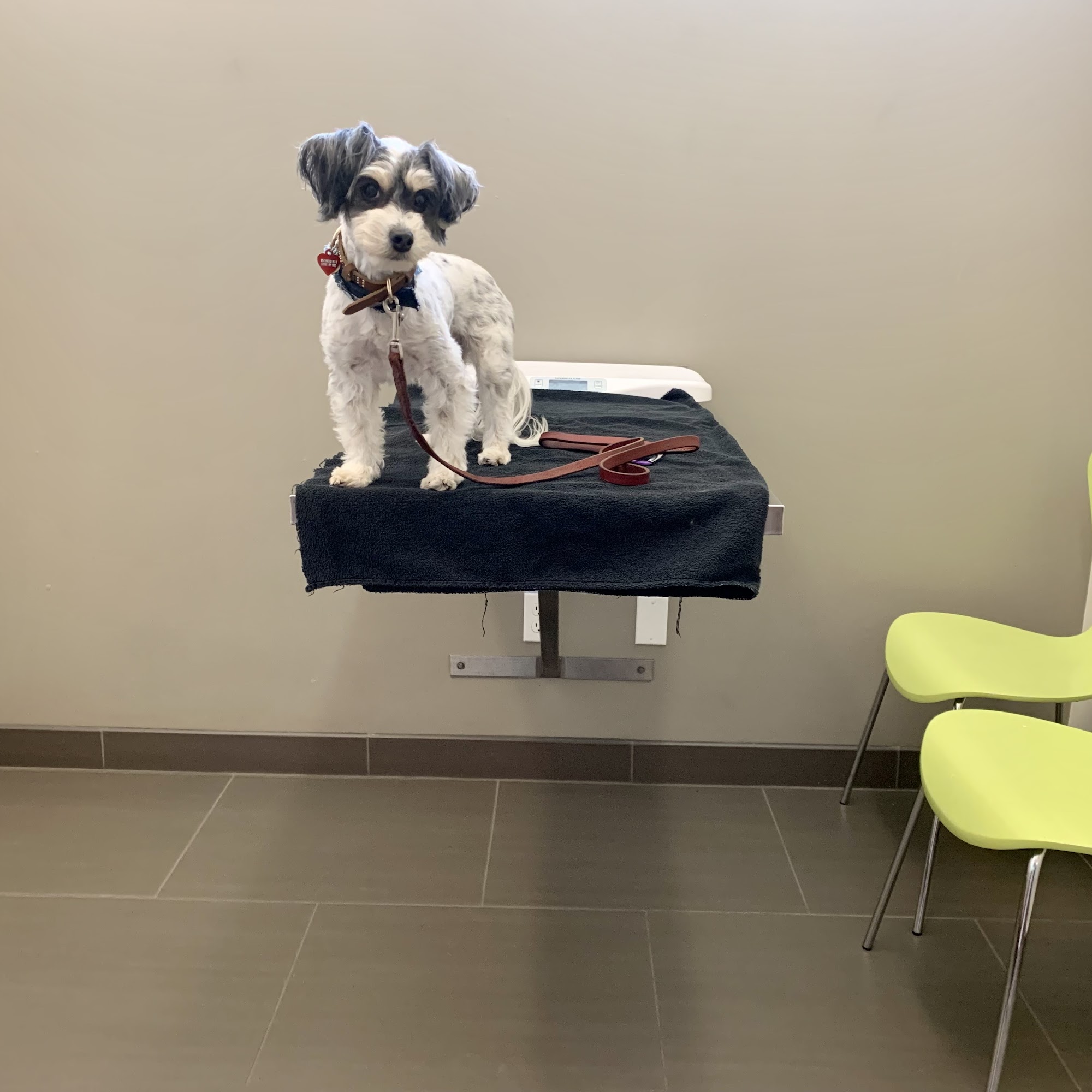 Maple Leaf Veterinary Care Center Seattle