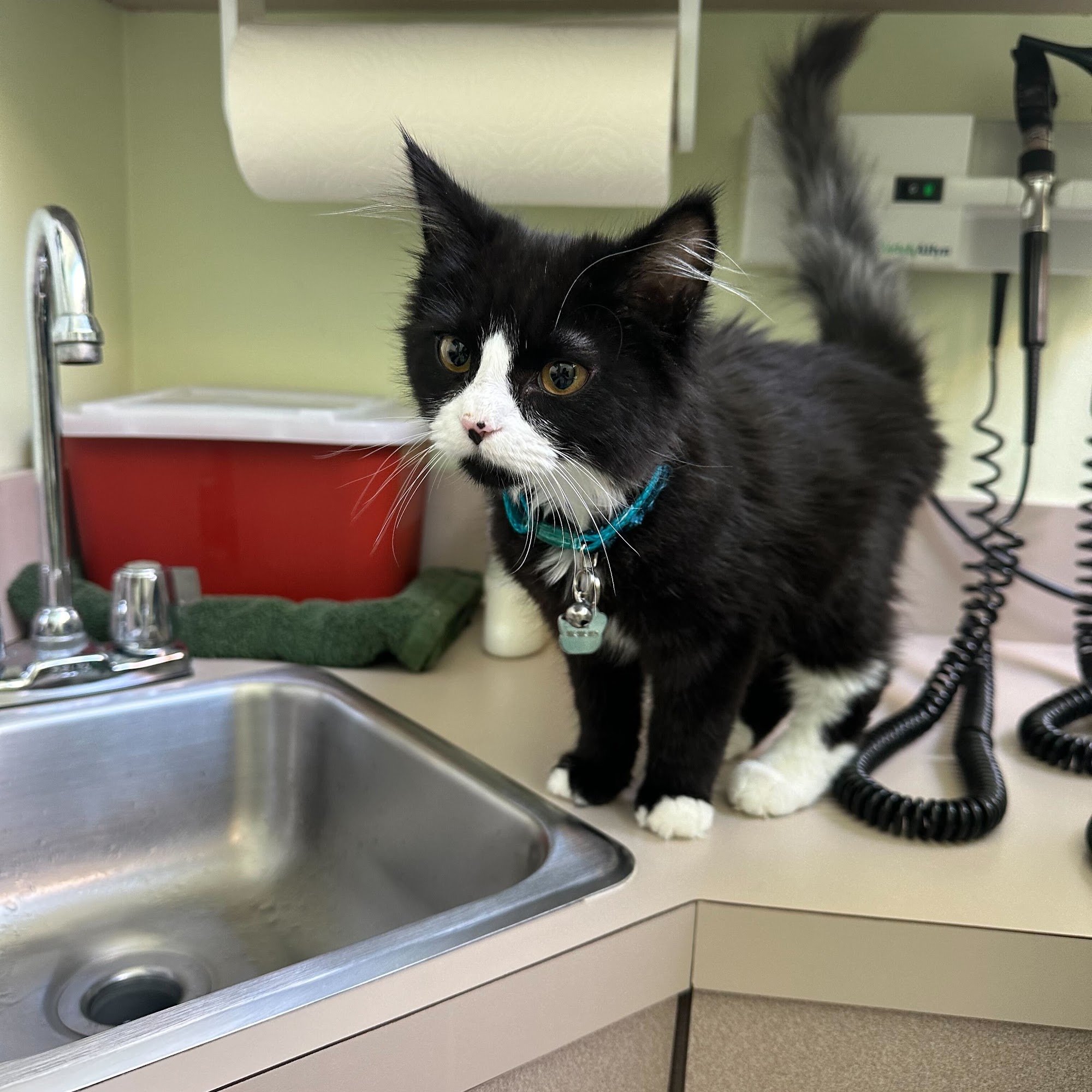 Elliott Bay Animal Hospital Seattle