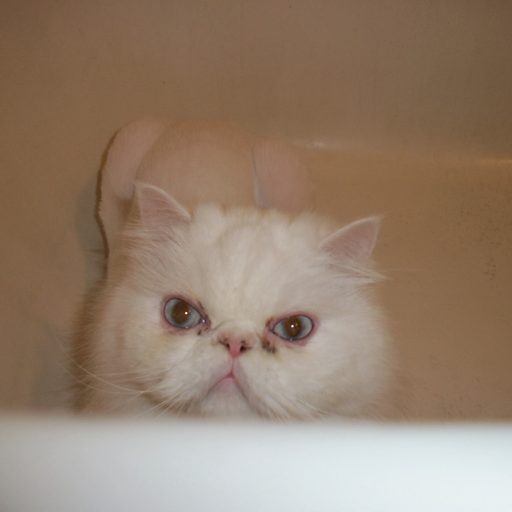 City Cat Vet Clinic Seattle