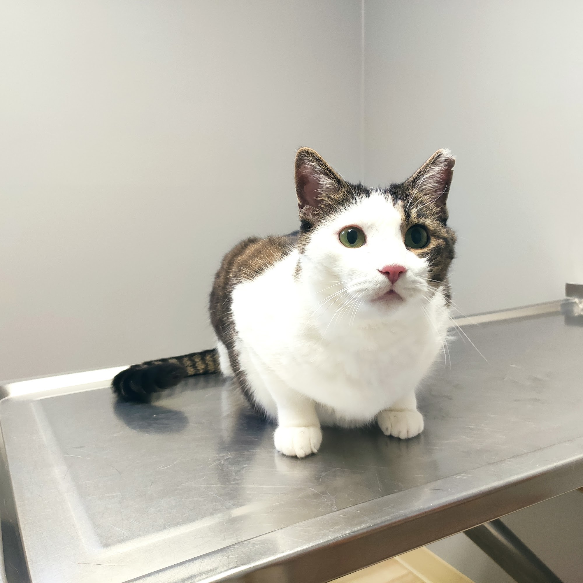 Cat Clinic of Seattle Seattle