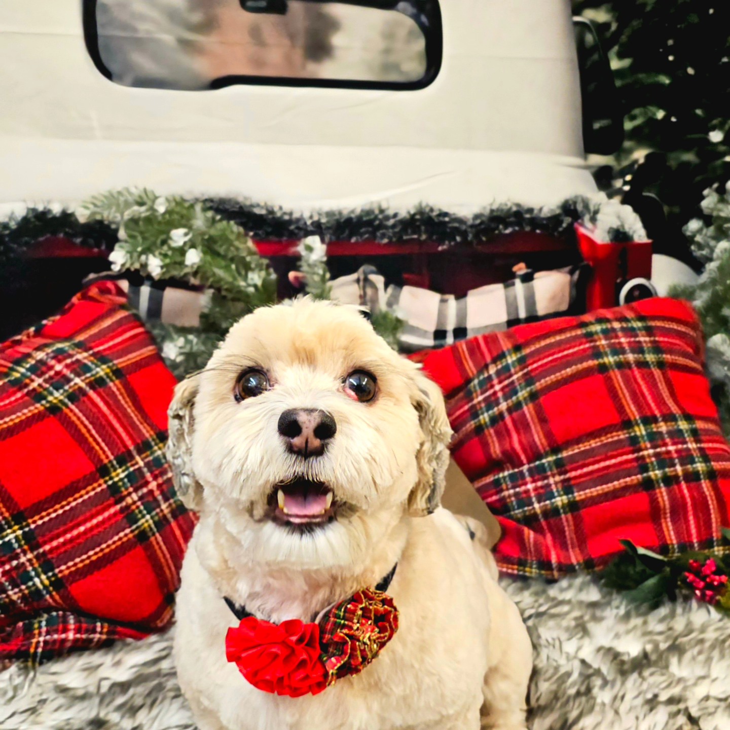 Magnolia Paw Spa Seattle