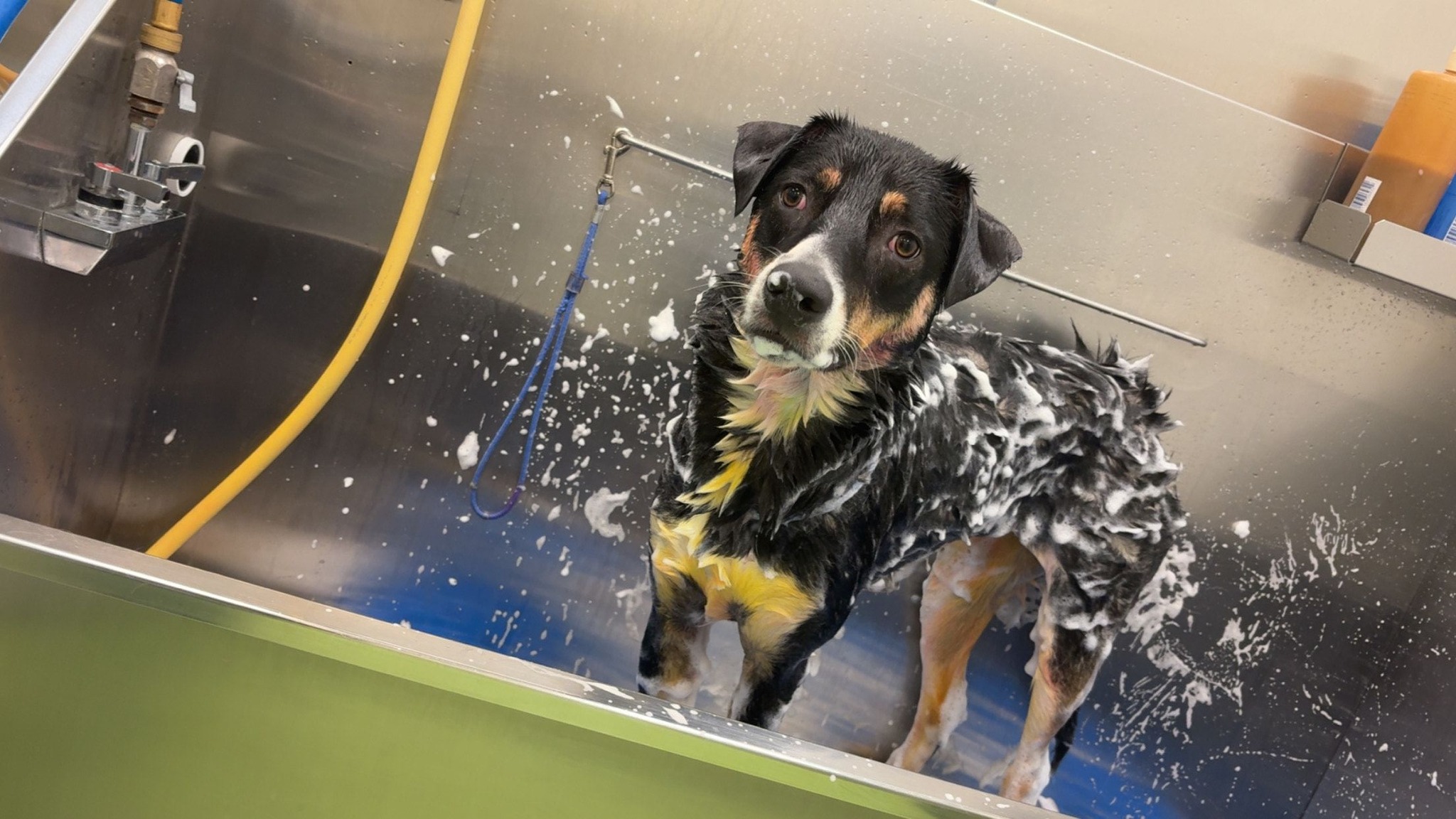 Olive my grooming to you! (NON-MOBILE) Seattle