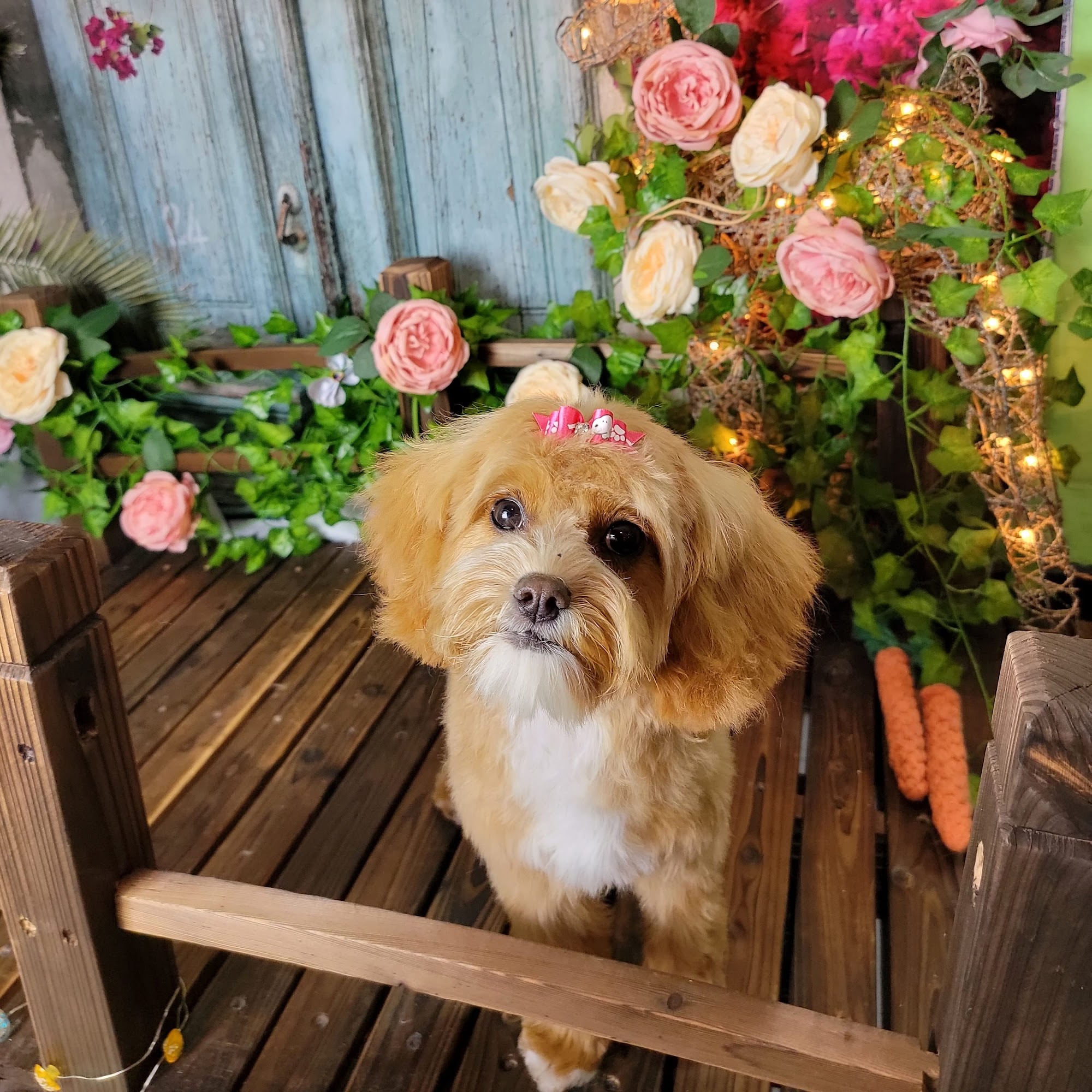 Olive my grooming to you! (NON-MOBILE) Seattle