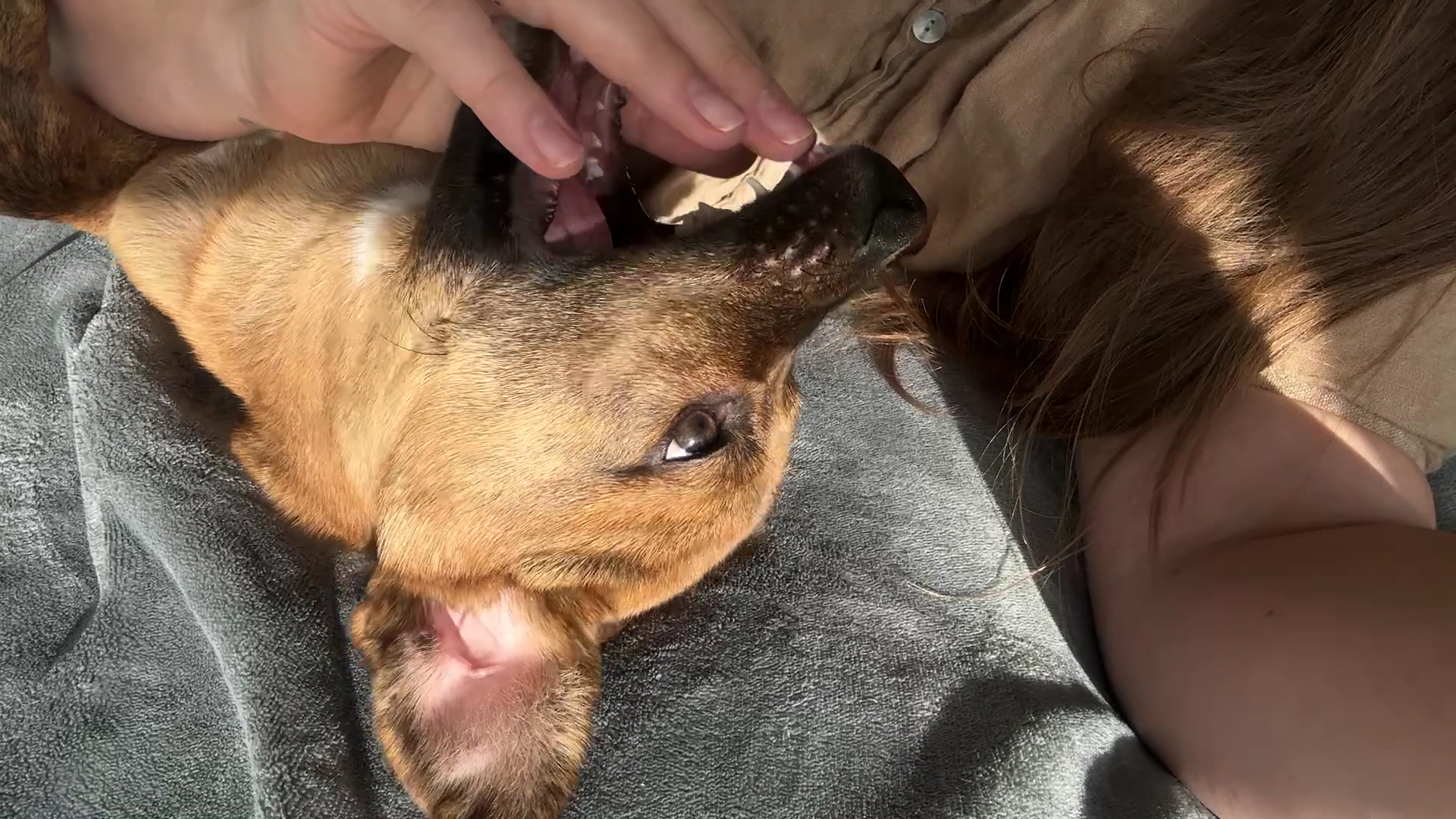 Seattle Animal Shelter Seattle