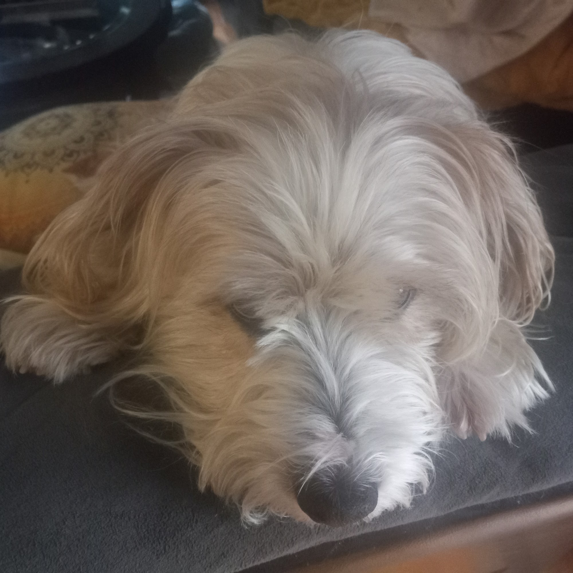 Katia's Dog Gone Walking(All Pet Service) Seattle