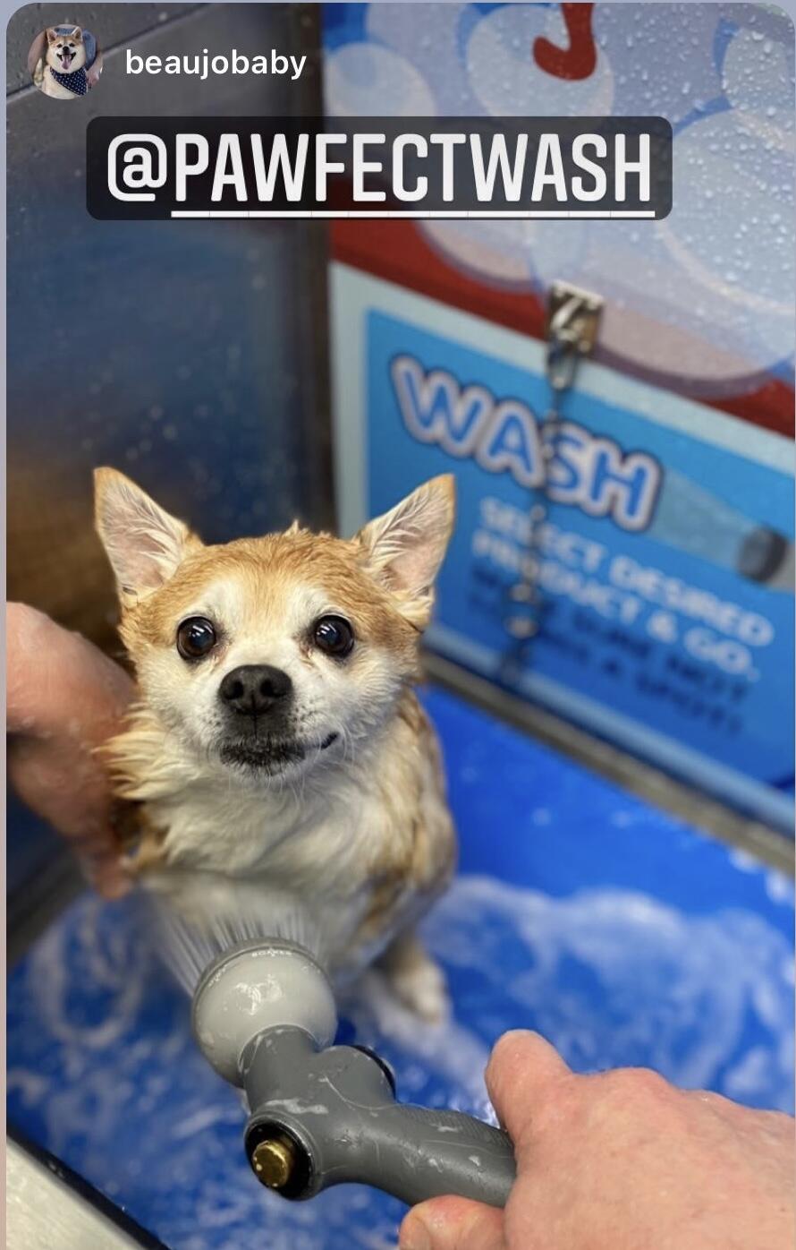 Pawfect Wash Ballard Seattle