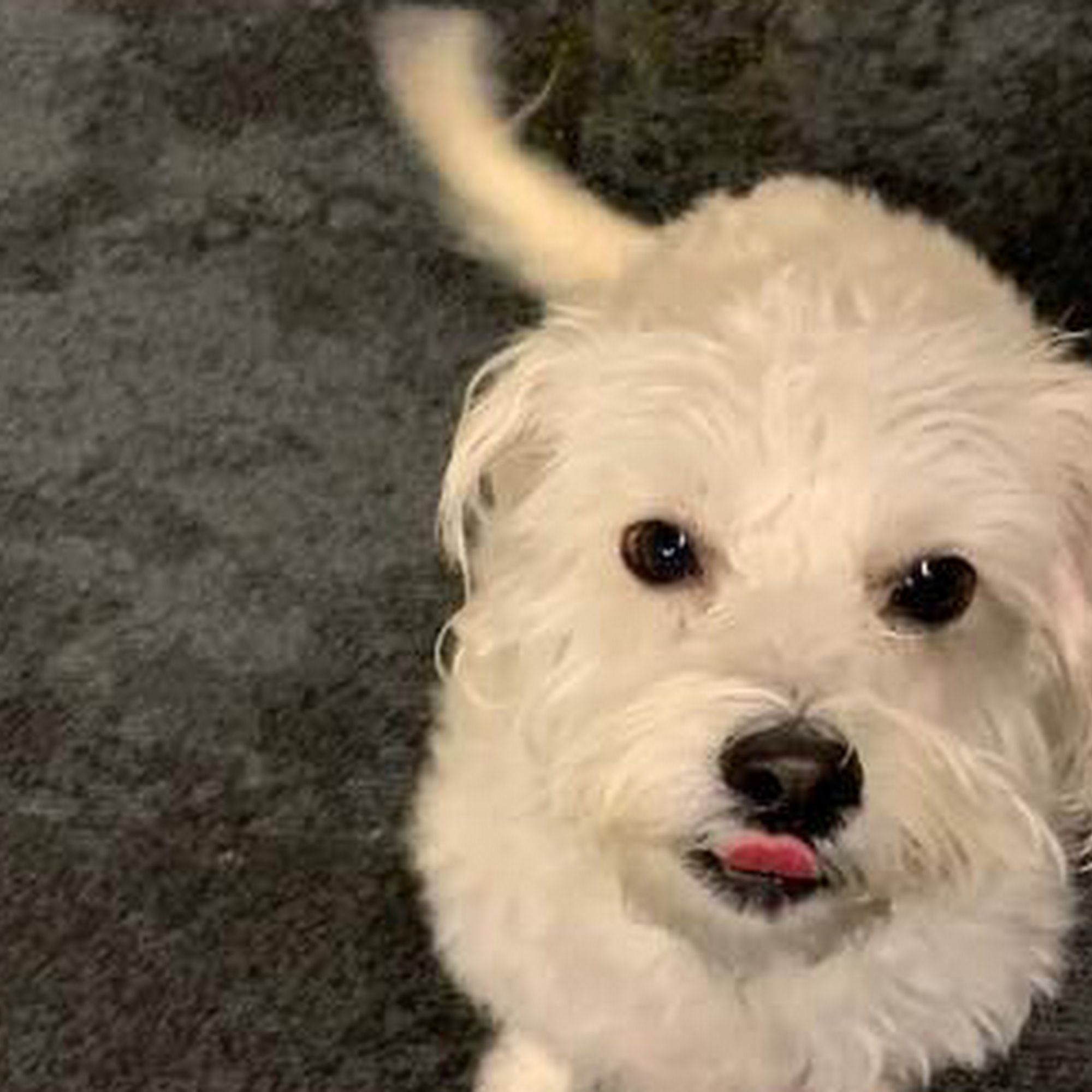 Close to Home Pet Services LLC. Seattle