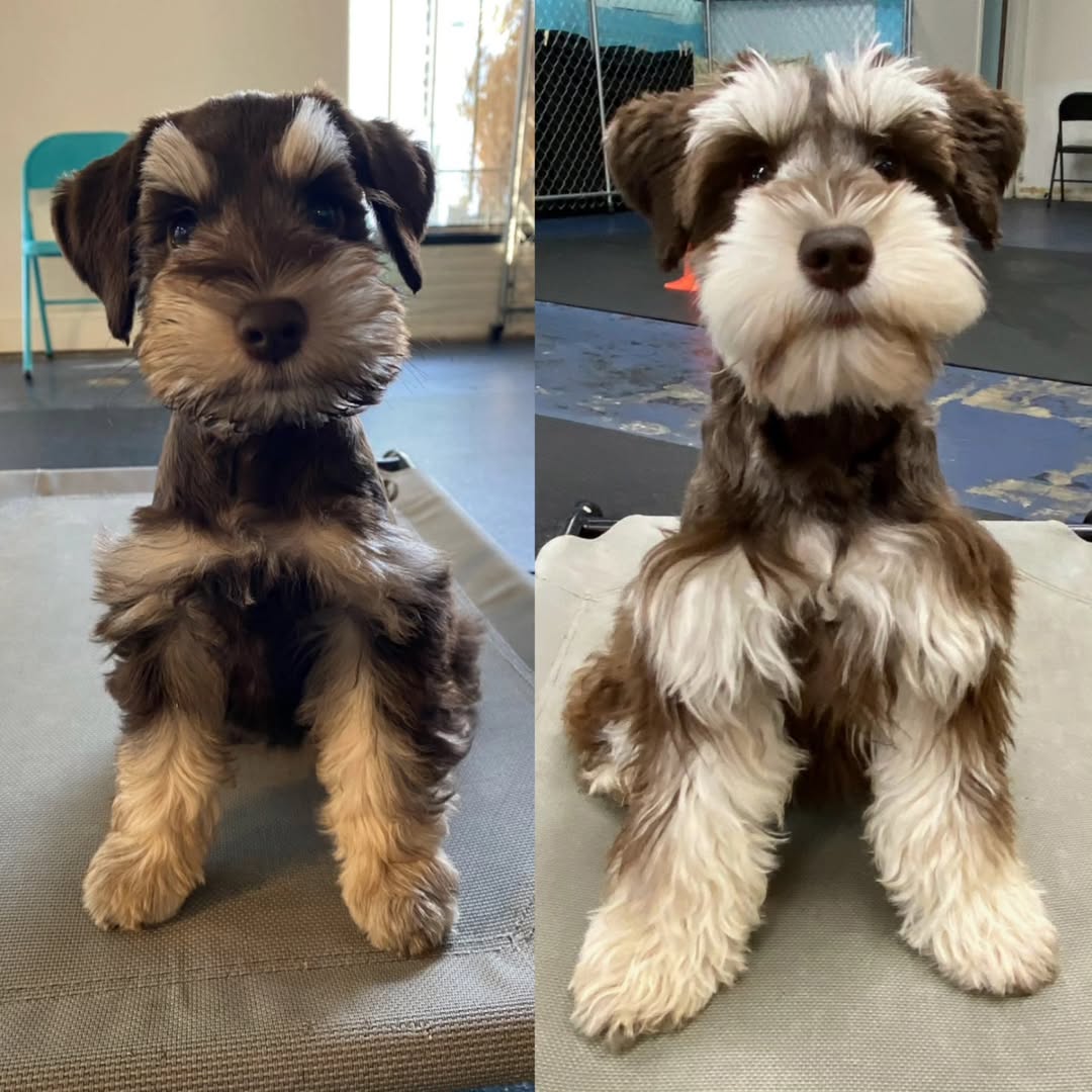 Paws4training | Seattle Dog Training & Puppy Training Seattle