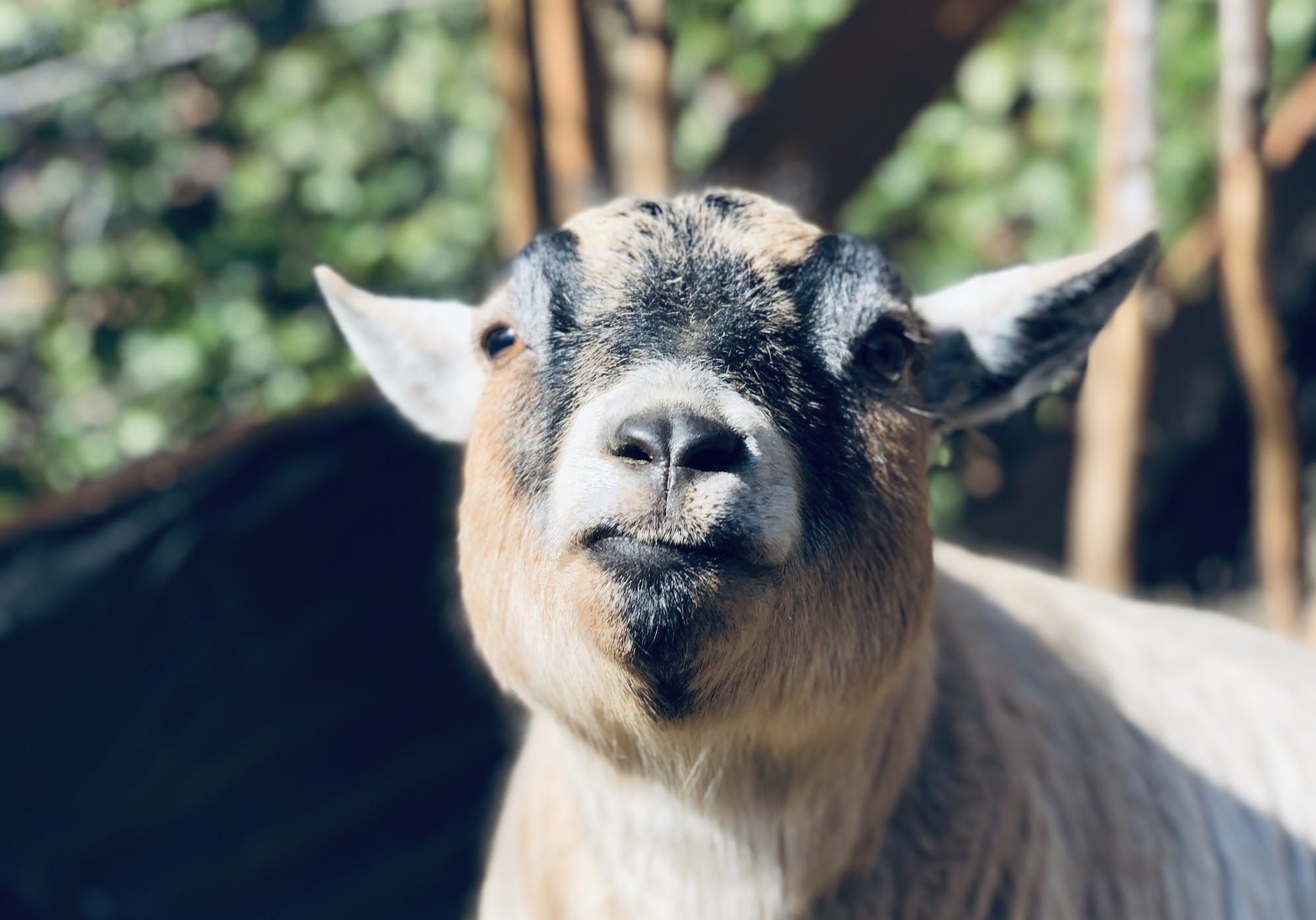 Sensitive Dog Seattle