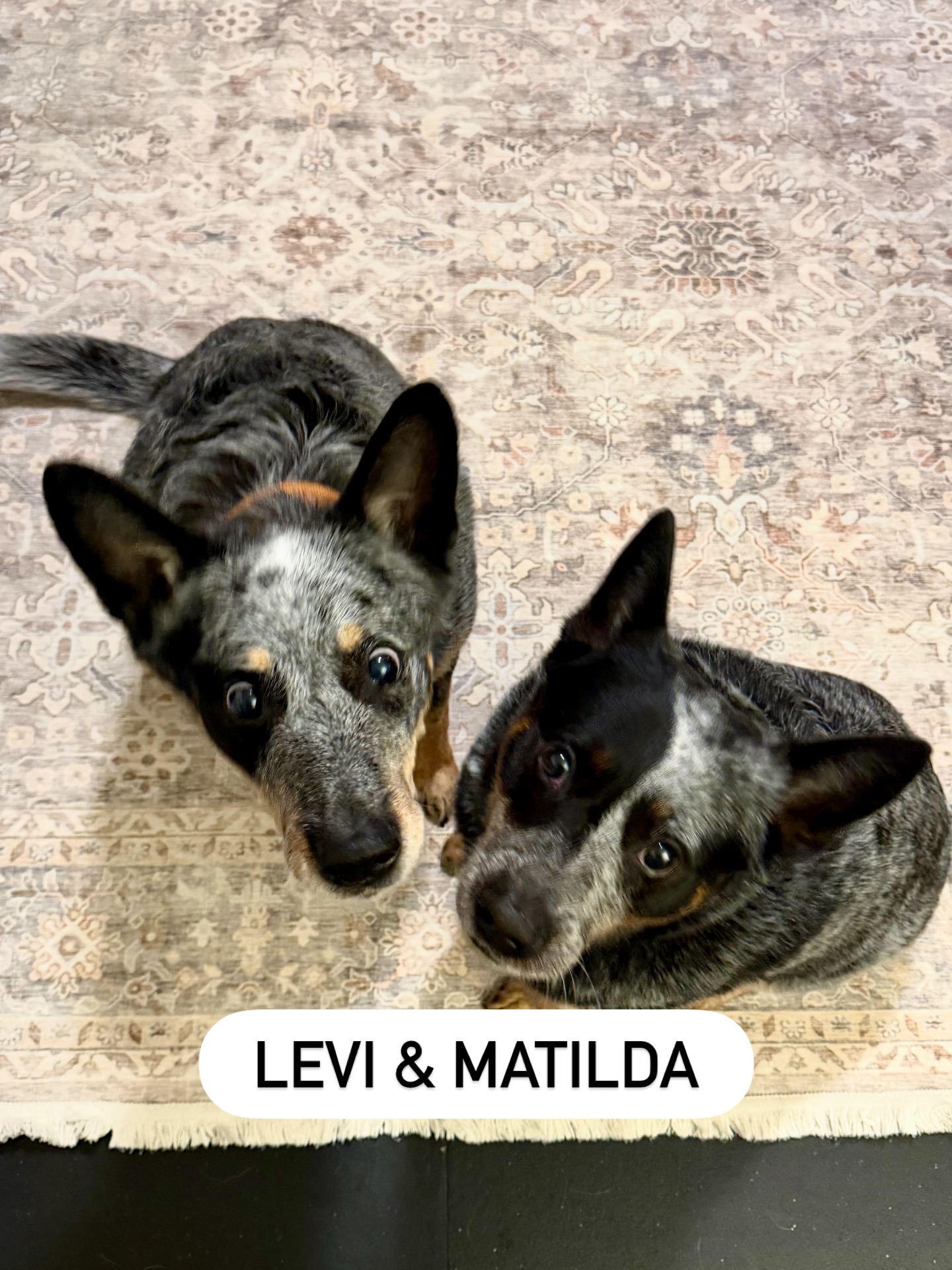 Sensitive Dog Seattle