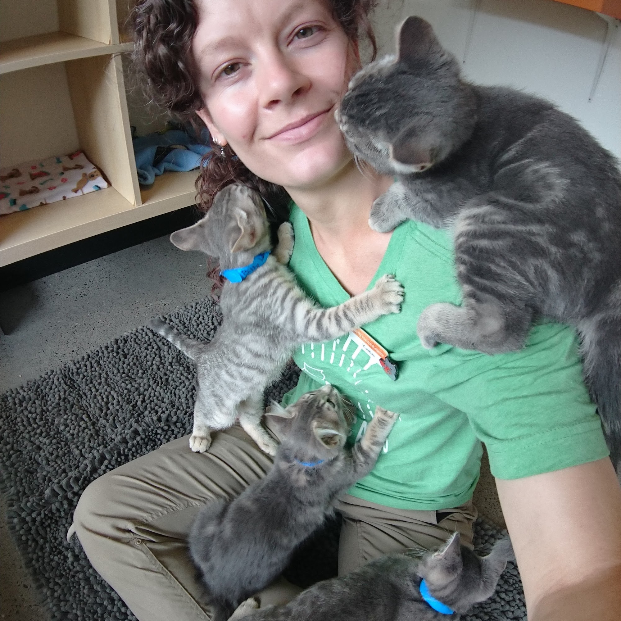 PAWS Cat City (Progressive Animal Welfare Society) Seattle