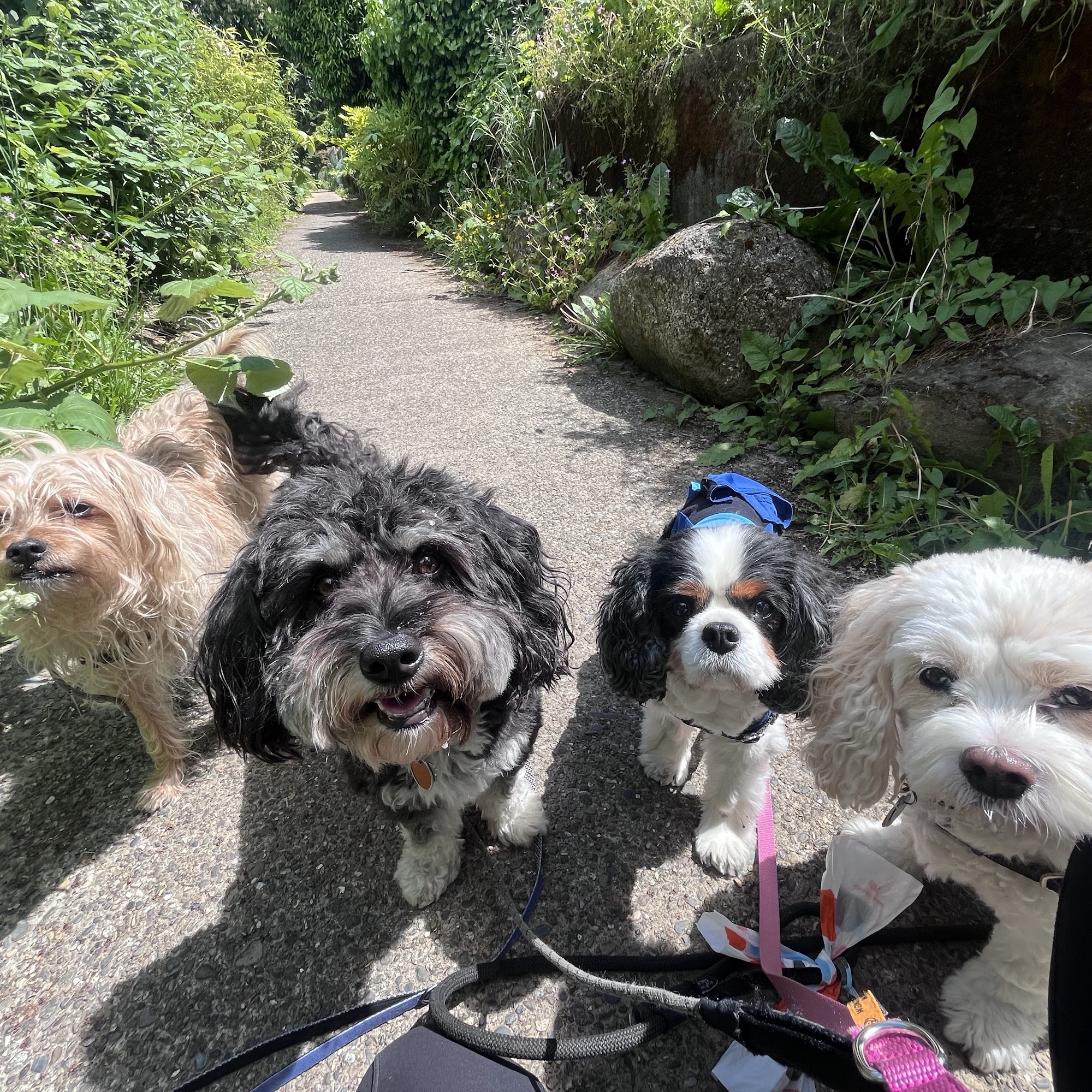 Stroll Rover LLC Seattle