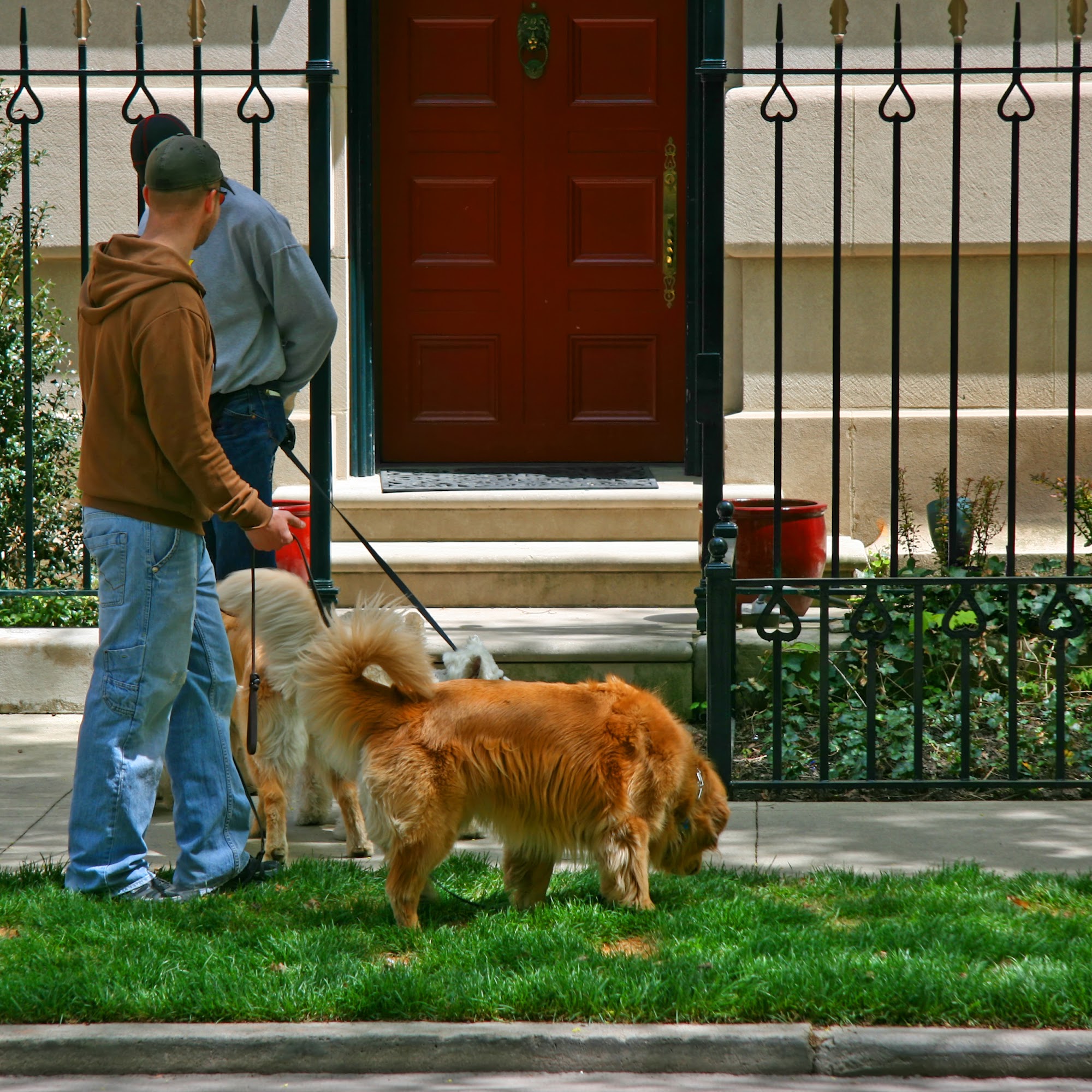 Belltown Dog Walker Seattle