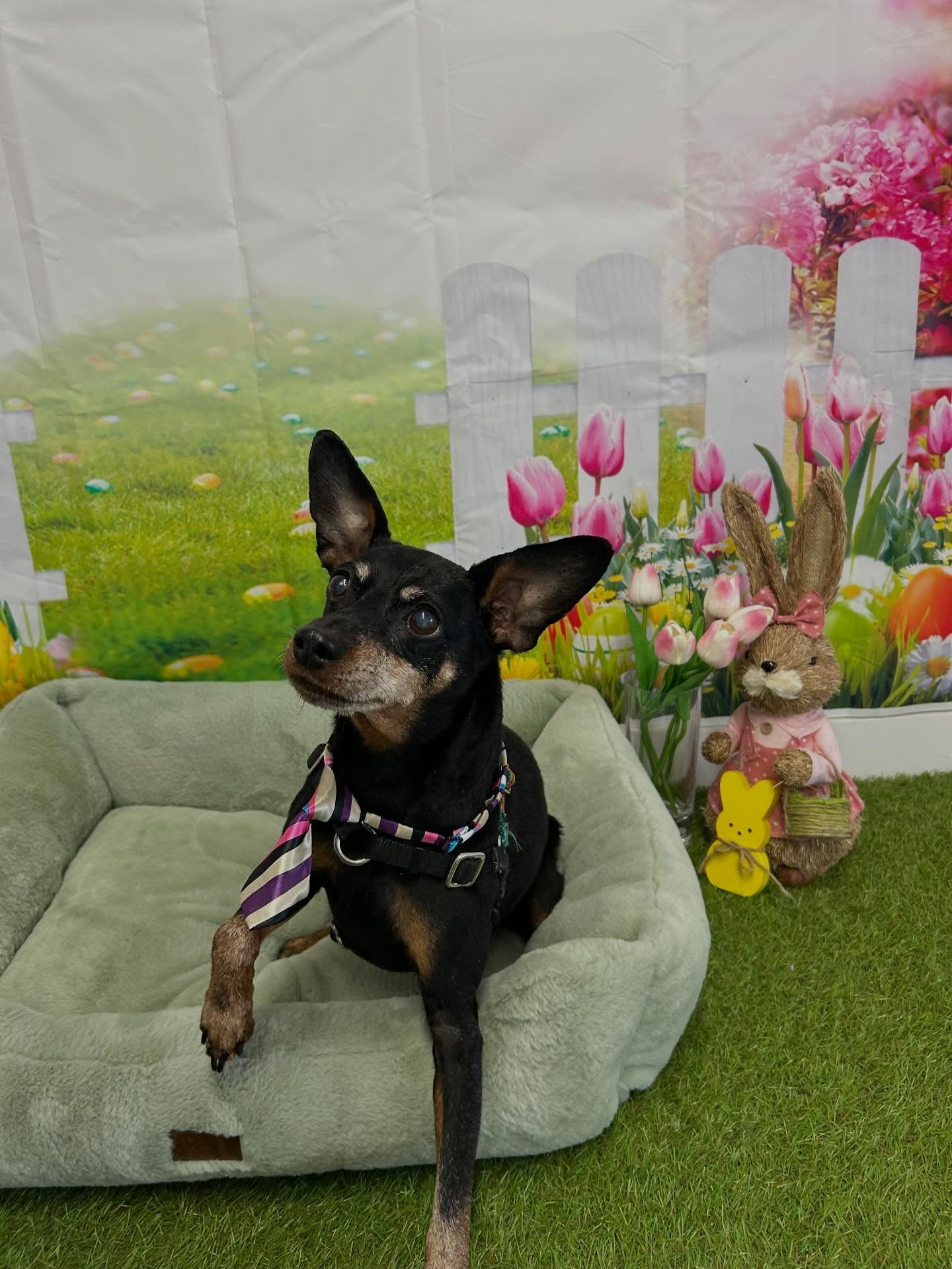 Petite Paws Seattle Seattle