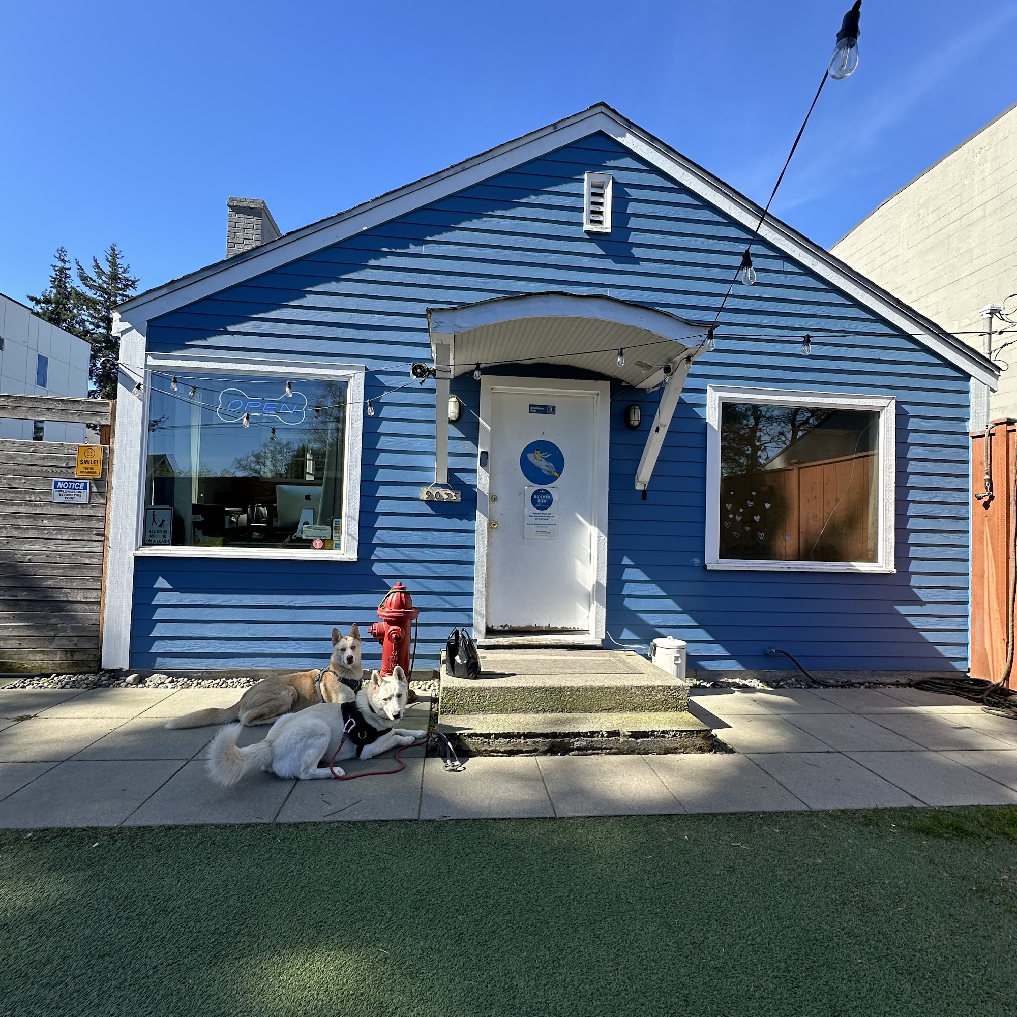 Rocket Dog Care Seattle