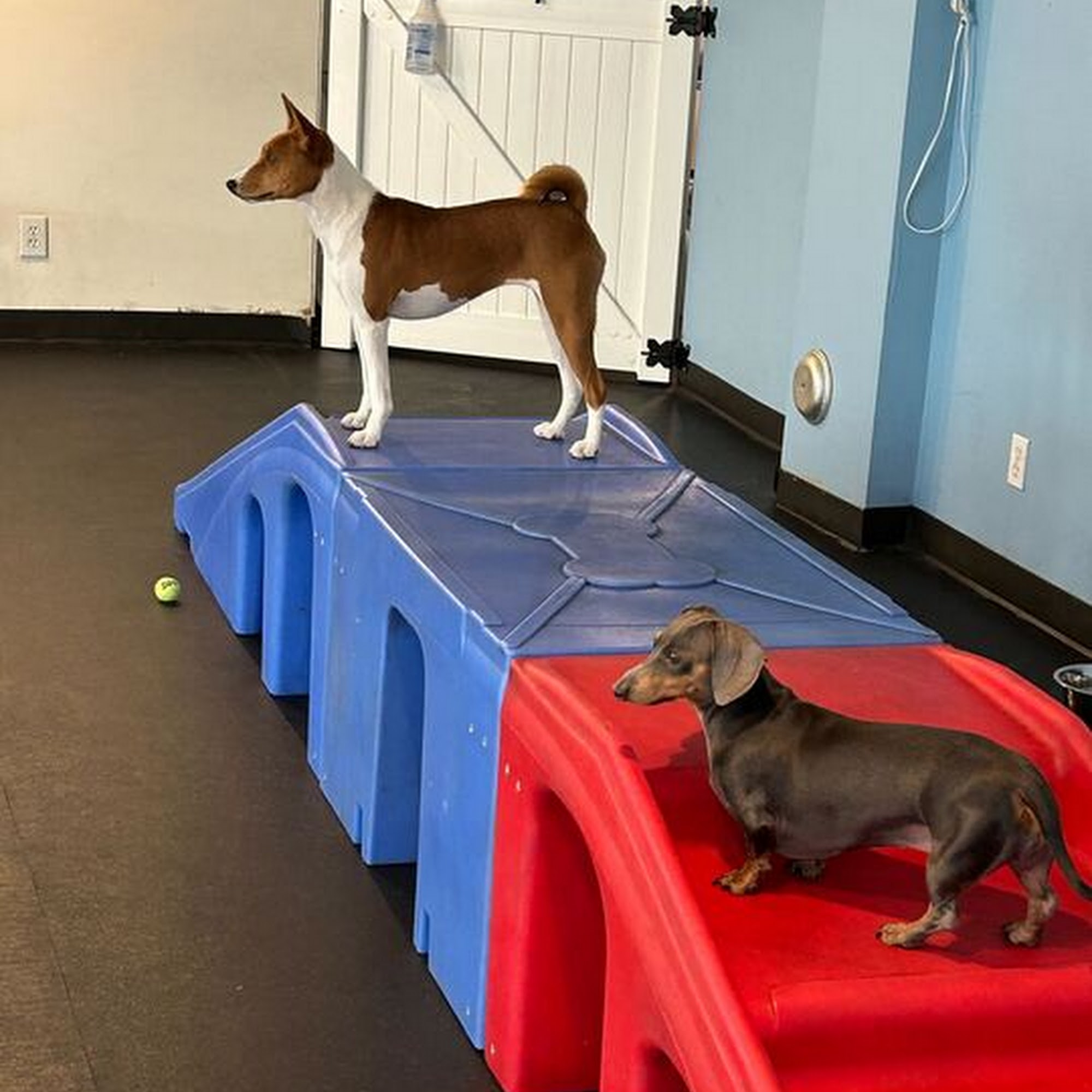 West Seattle Wonder Dogs Seattle