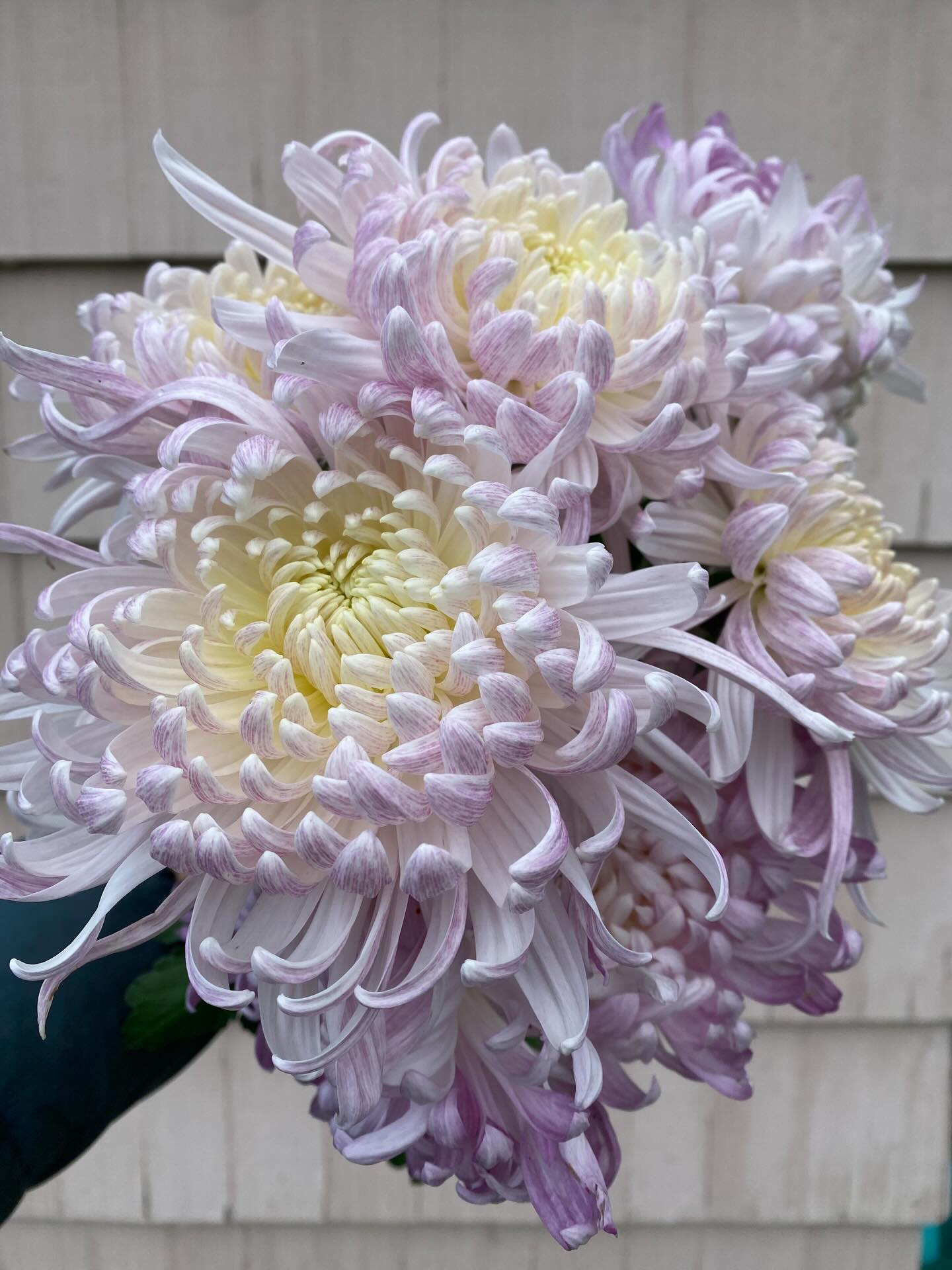 Neighborhood Flower Co.