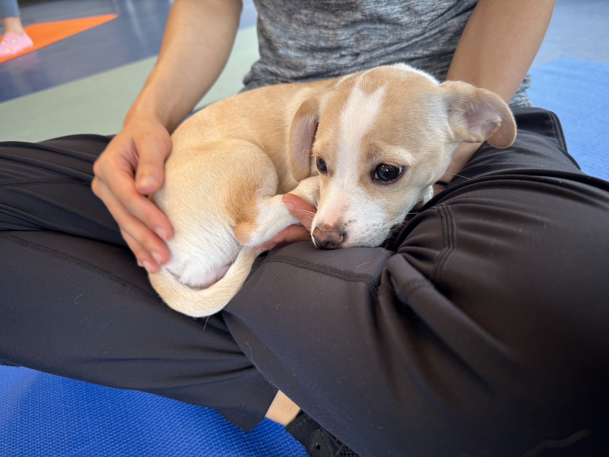 Resilient Hearts Animal Sanctuary Seattle