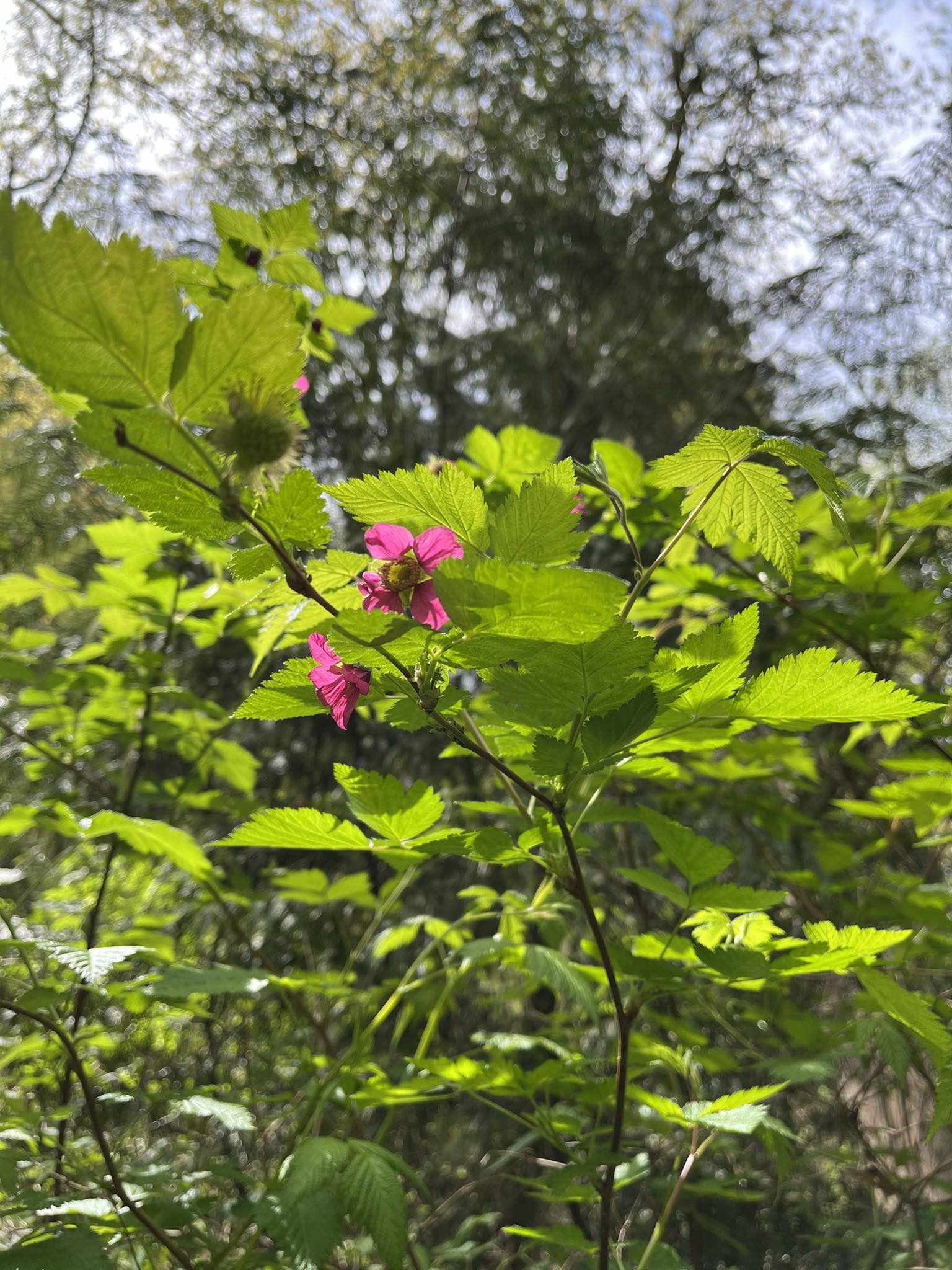 Kingfisher Natural Area on Thornton Creek Seattle