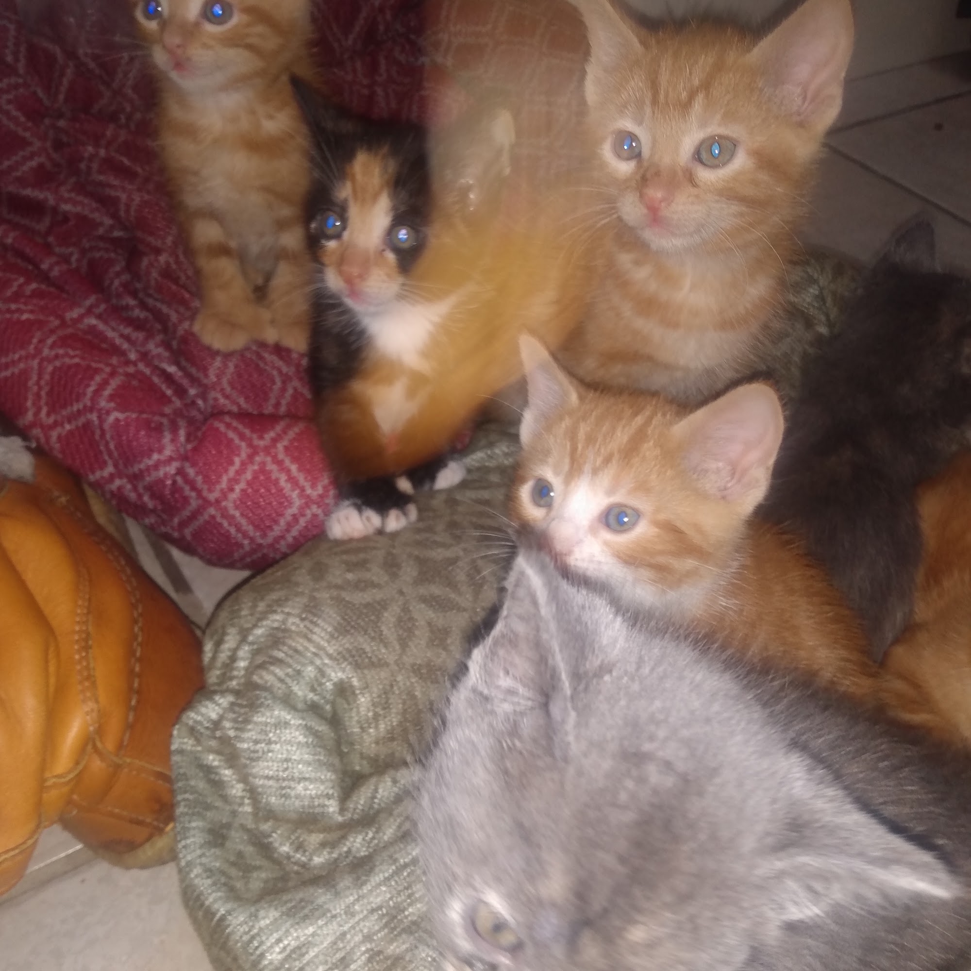 Oceanside Animal Clinic Seaview