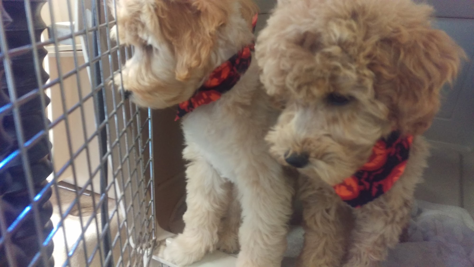 Animal House Pet Grooming Sedro-Woolley