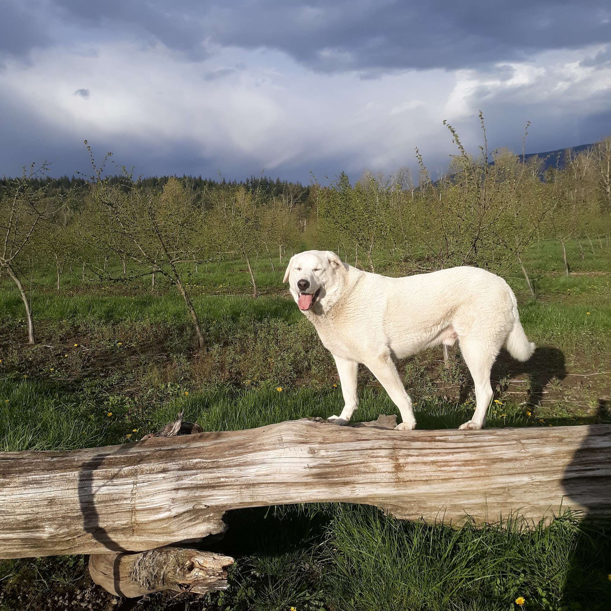 Robin's Pet Salon Sedro-Woolley