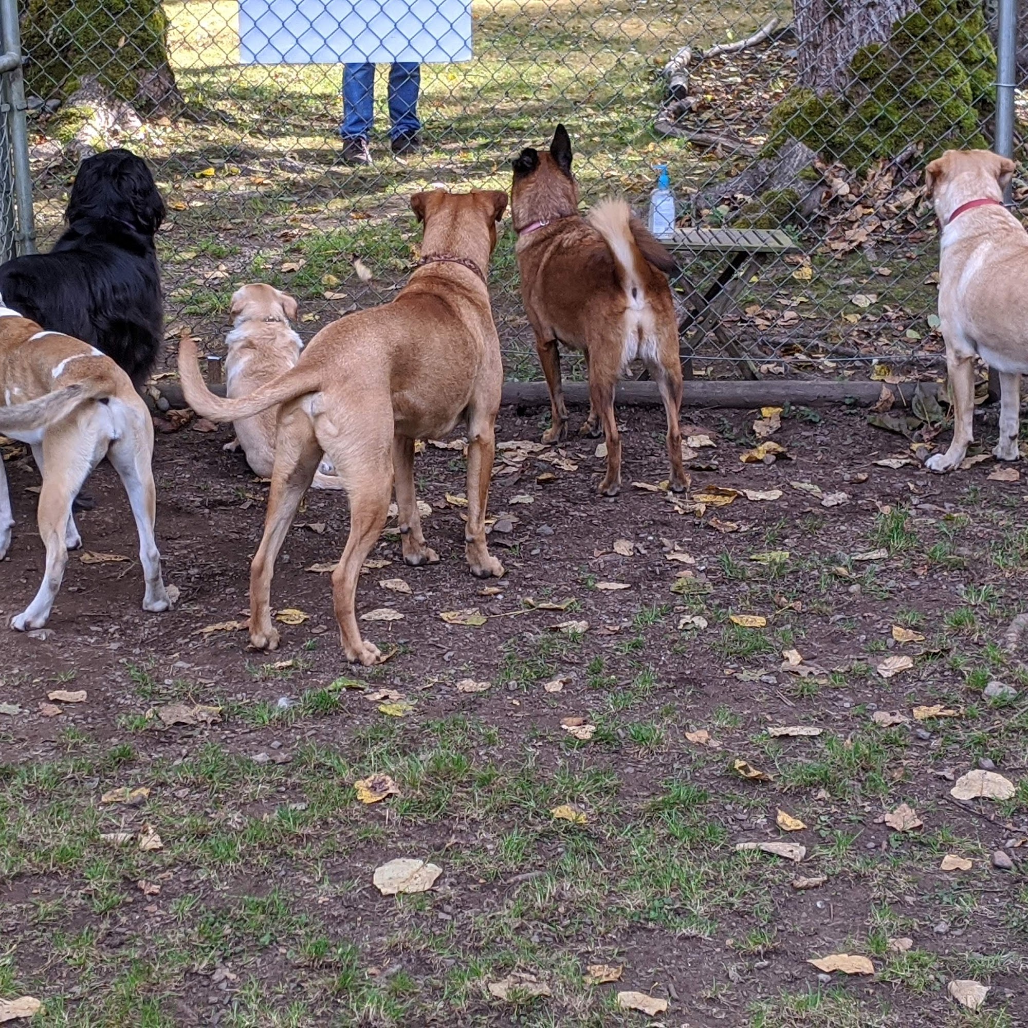 Sunny Lane Canine Academy Sedro-Woolley