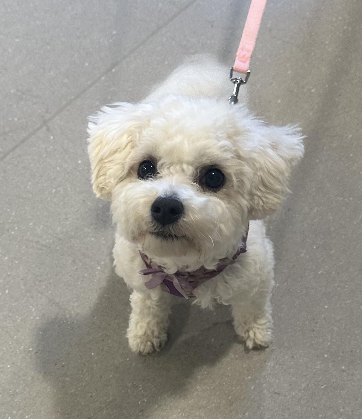 Sunny Lane Canine Academy Sedro-Woolley