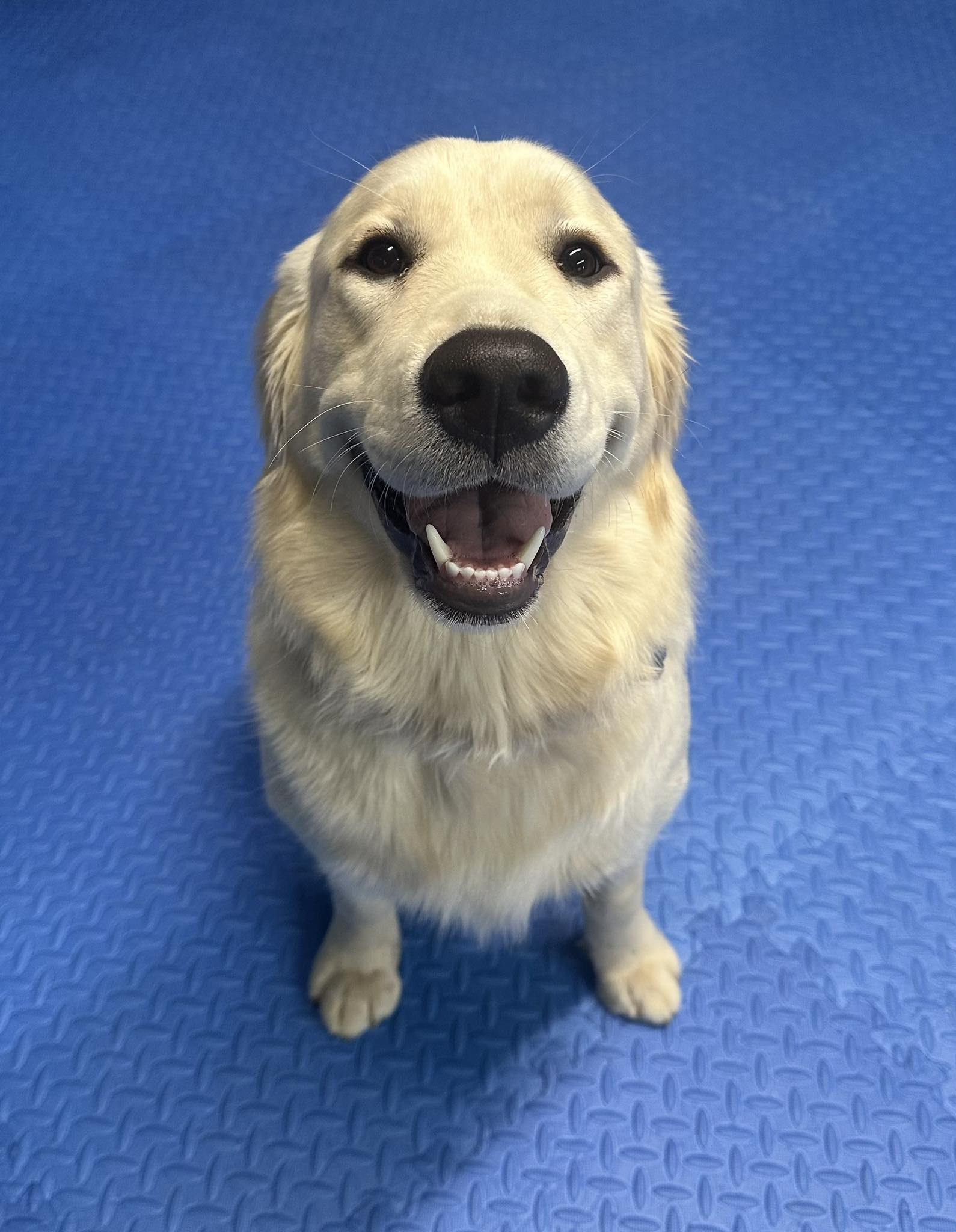 Sunny Lane Canine Academy Sedro-Woolley