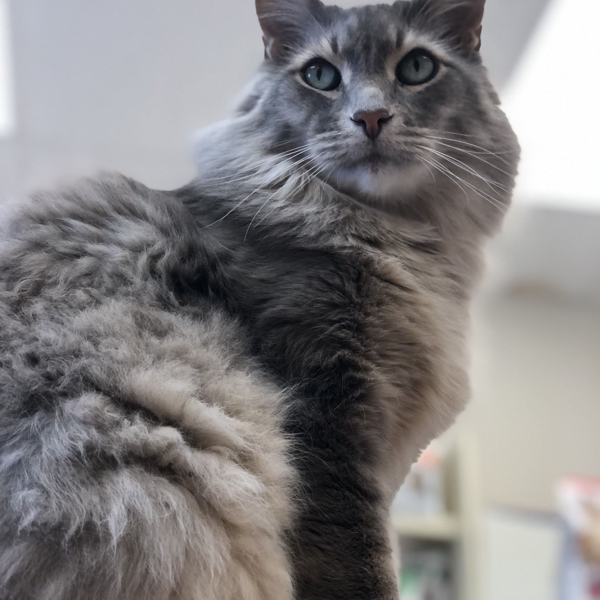 Animal Medical Center Selah