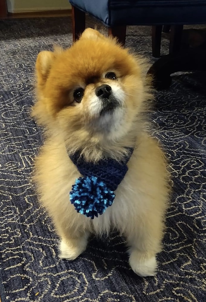 Selah Veterinary Hospital Selah