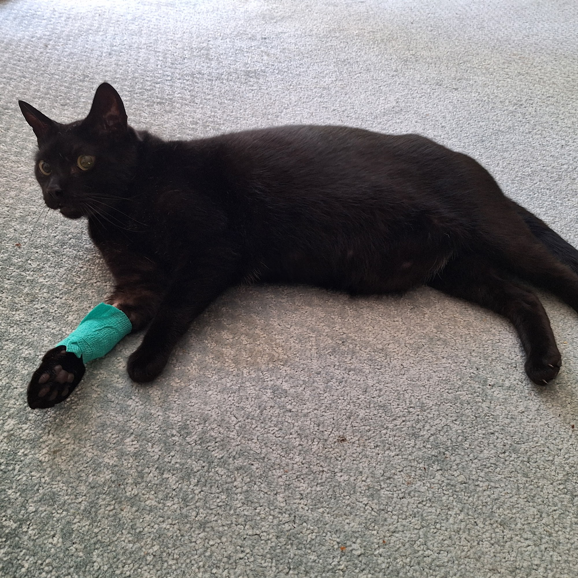 Sequim Animal Hospital Sequim