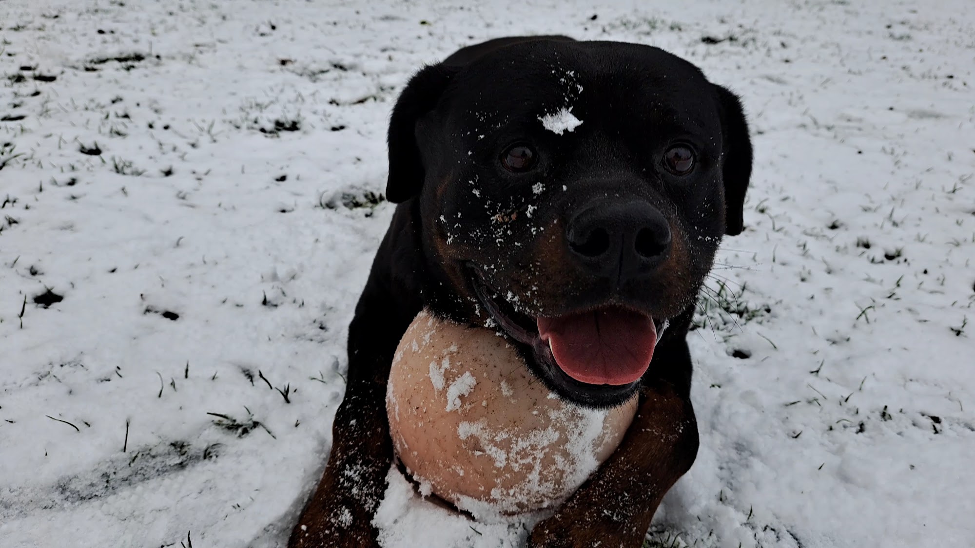 Country Paw's Resort Sequim