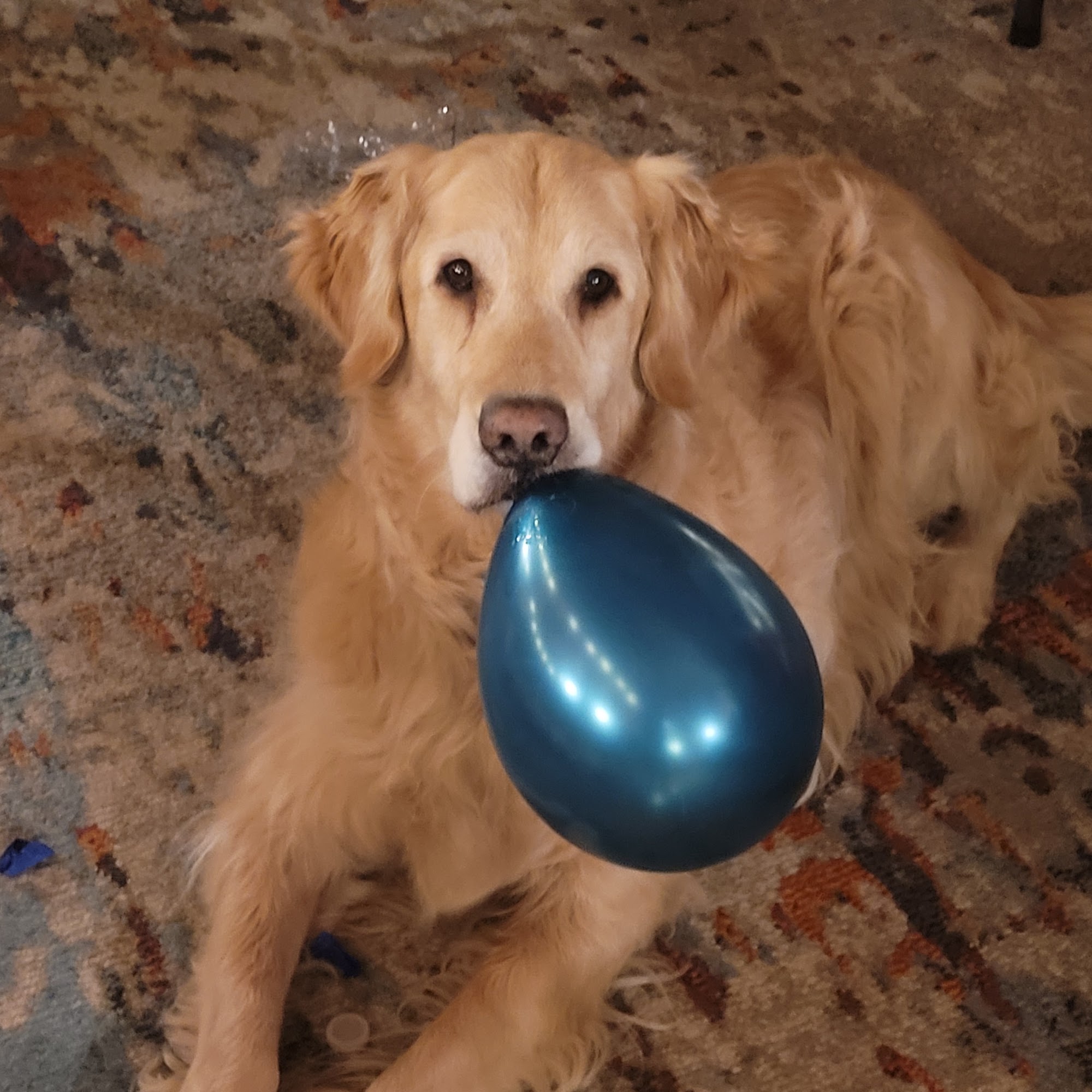 Peninsula Petcare Sequim