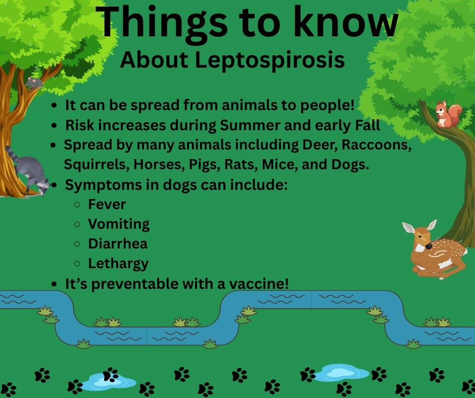 Shelton Veterinary Hospital Shelton