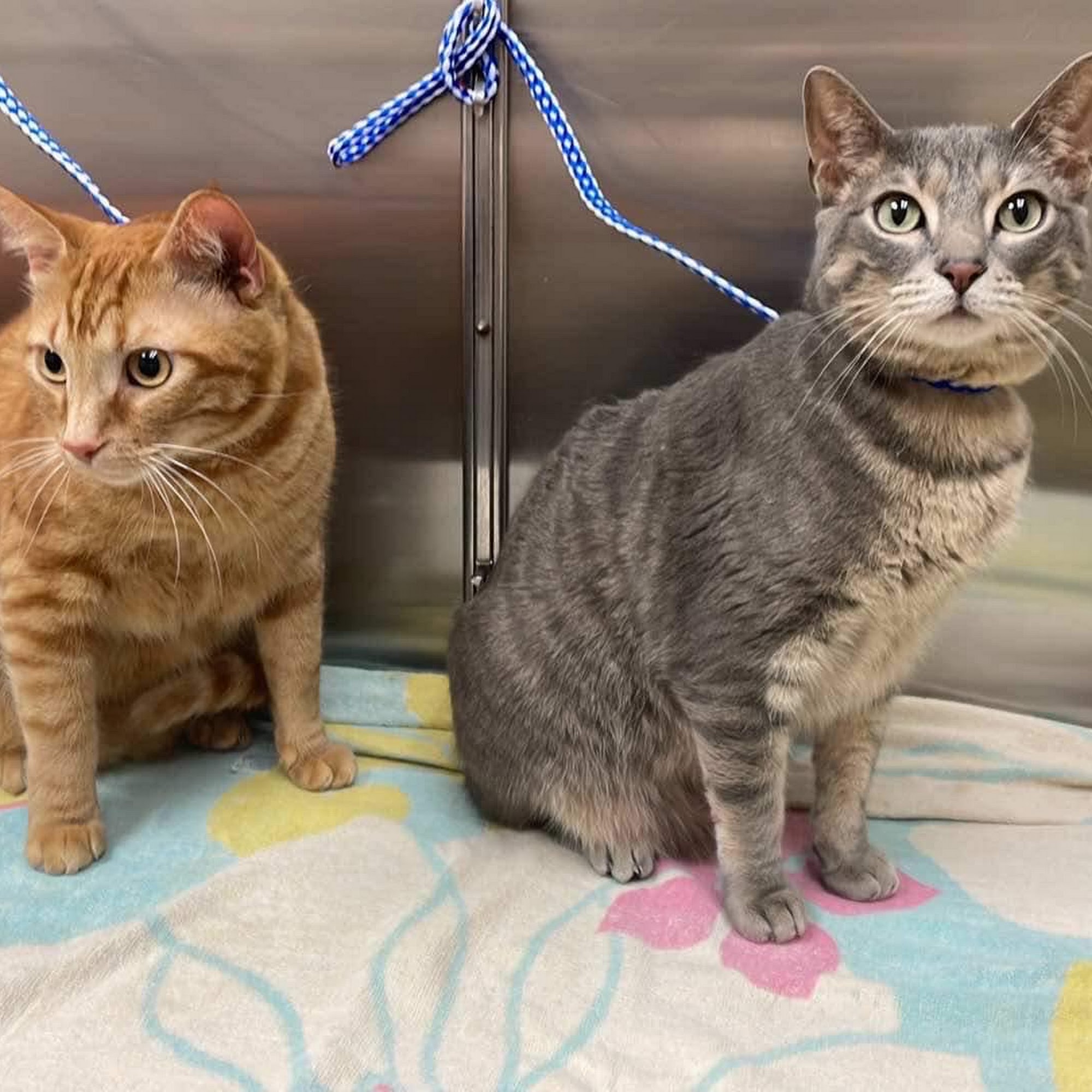 Haigh Veterinary Hospital Inc Shelton