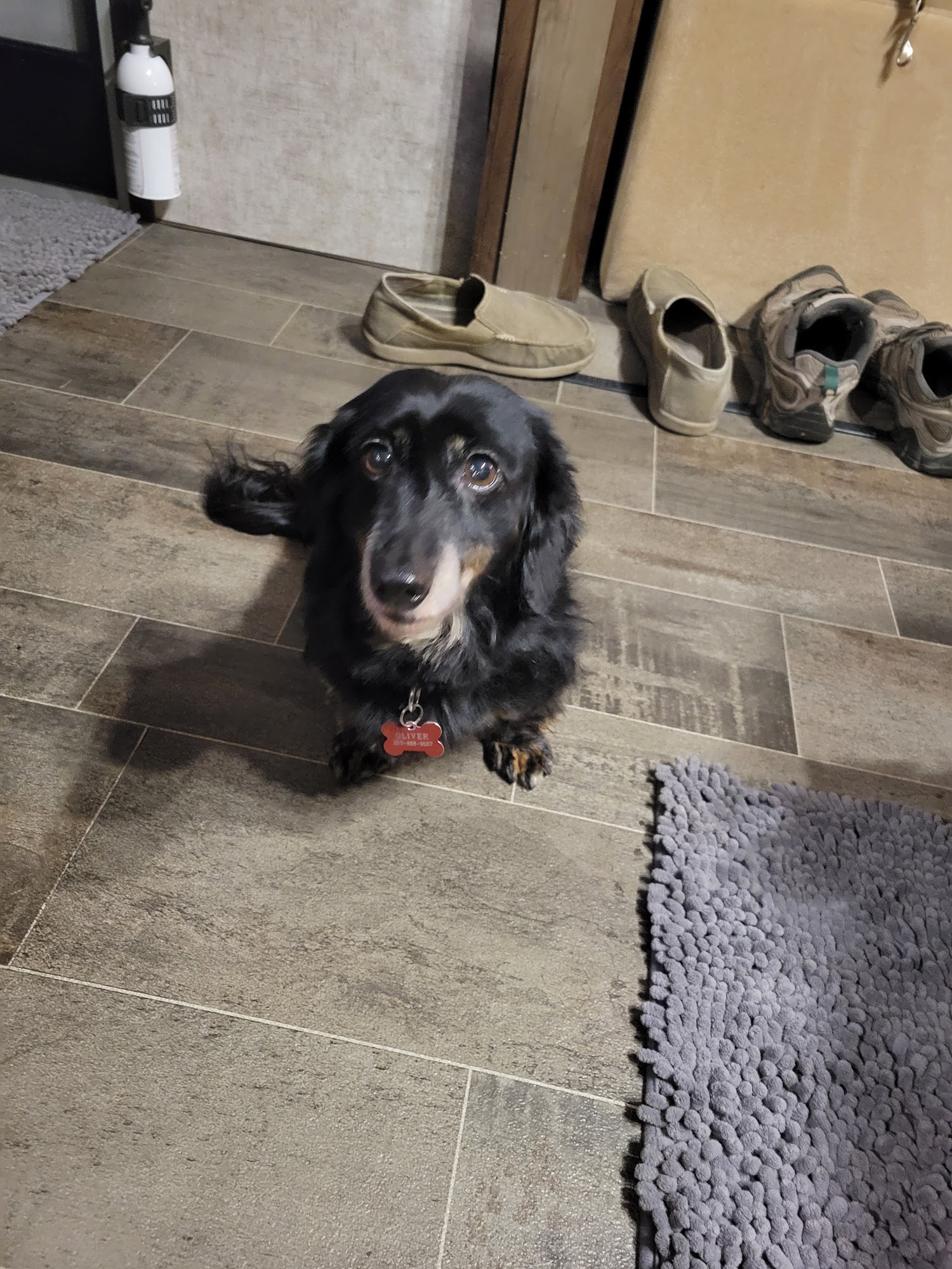 Sylvan Pet Lodge Boarding and Grooming Shelton