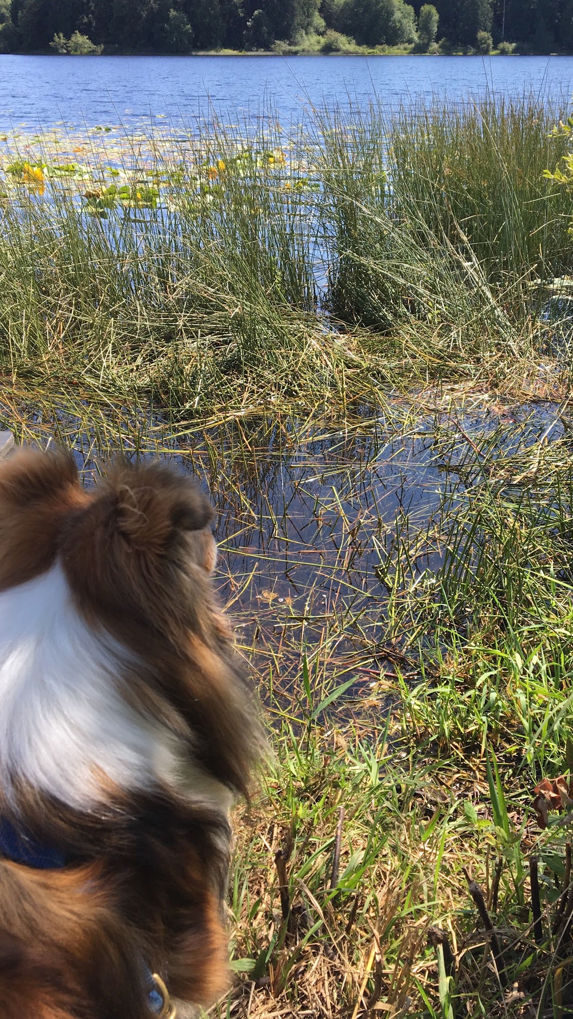 Karen's Critters - Grooming & Training Shelton